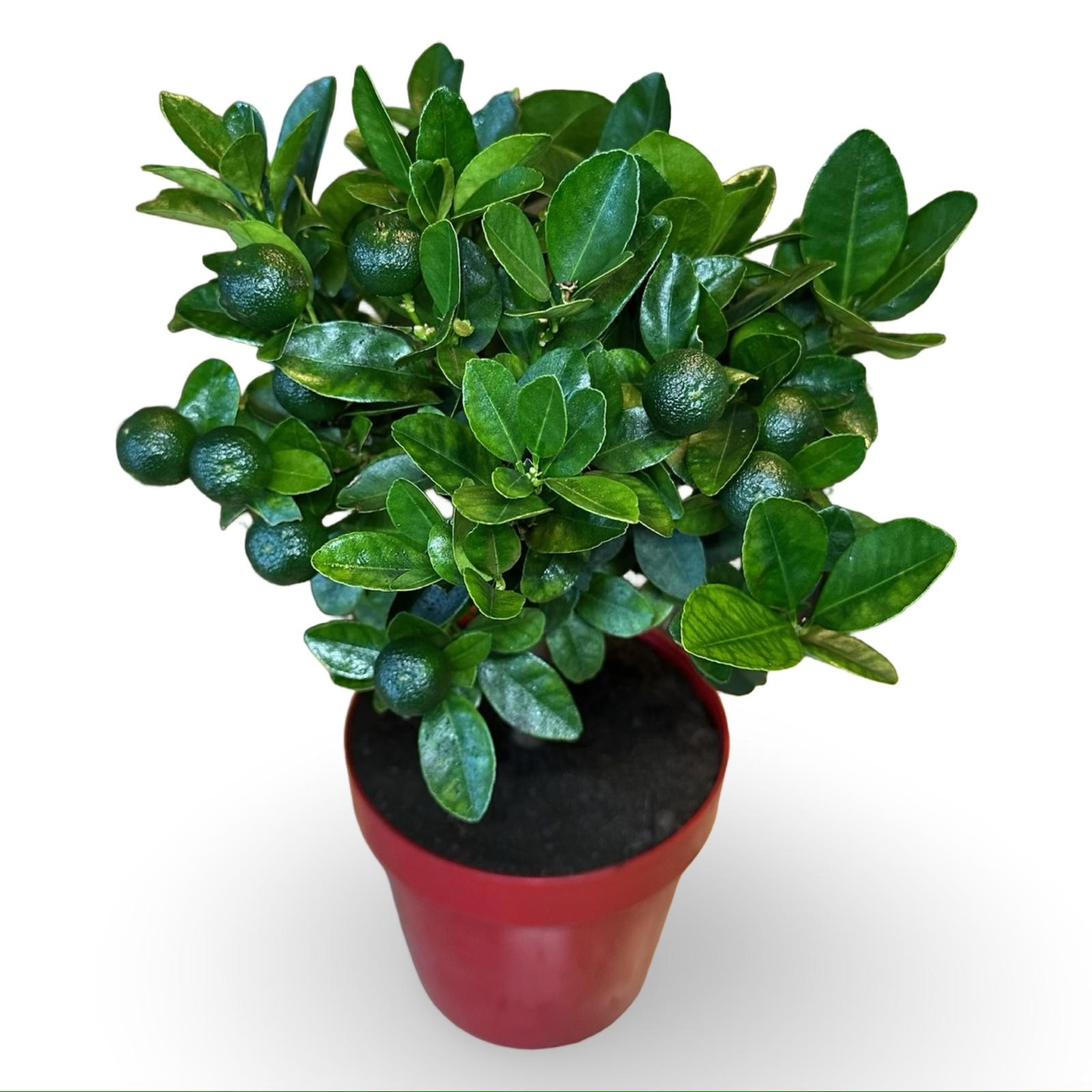 Pianta di Calamondino in Vaso – Agrume Ornamentale e Fruttifero Prodotto in Sicilia