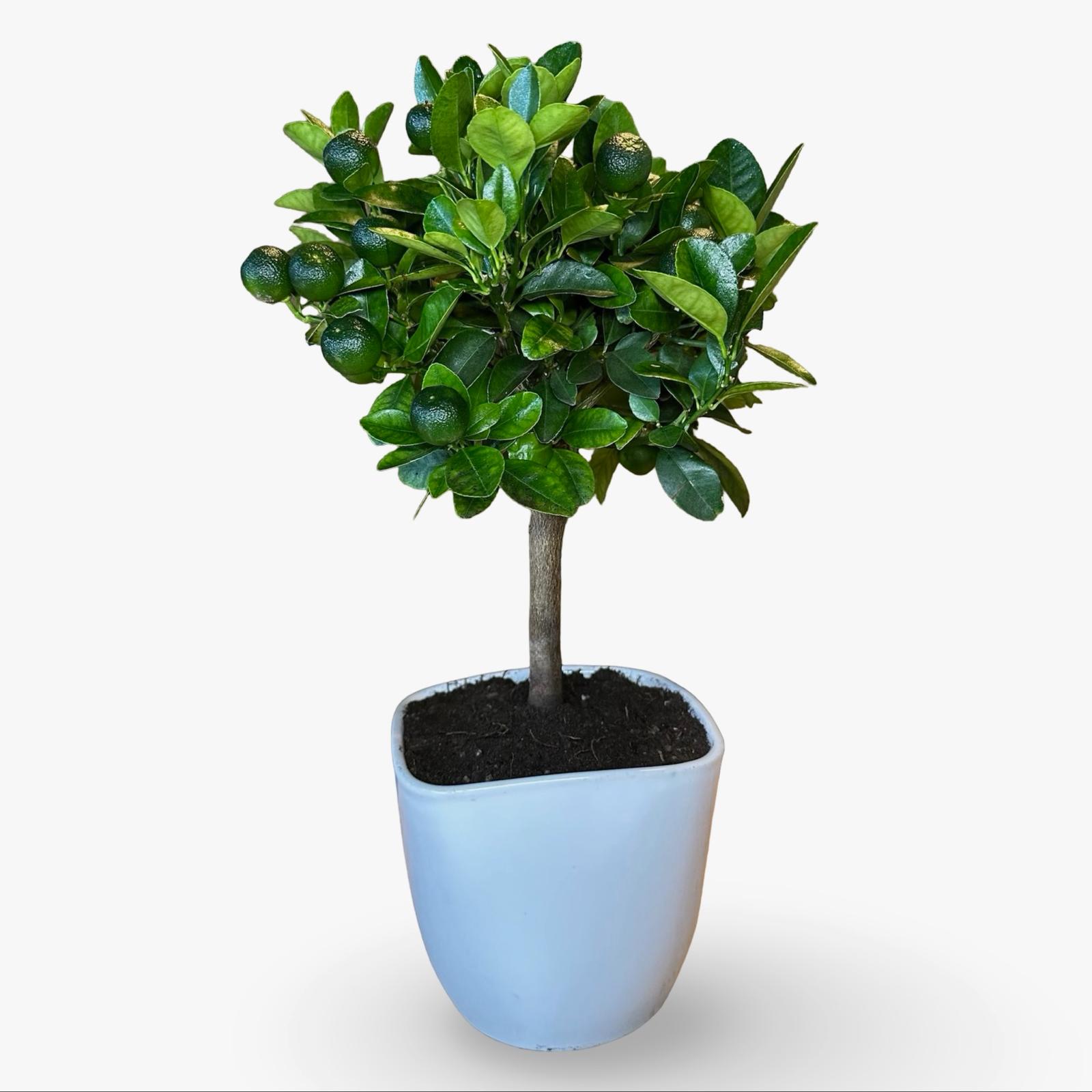 Pianta di Calamondino in Vaso – Agrume Ornamentale e Fruttifero Prodotto in Sicilia