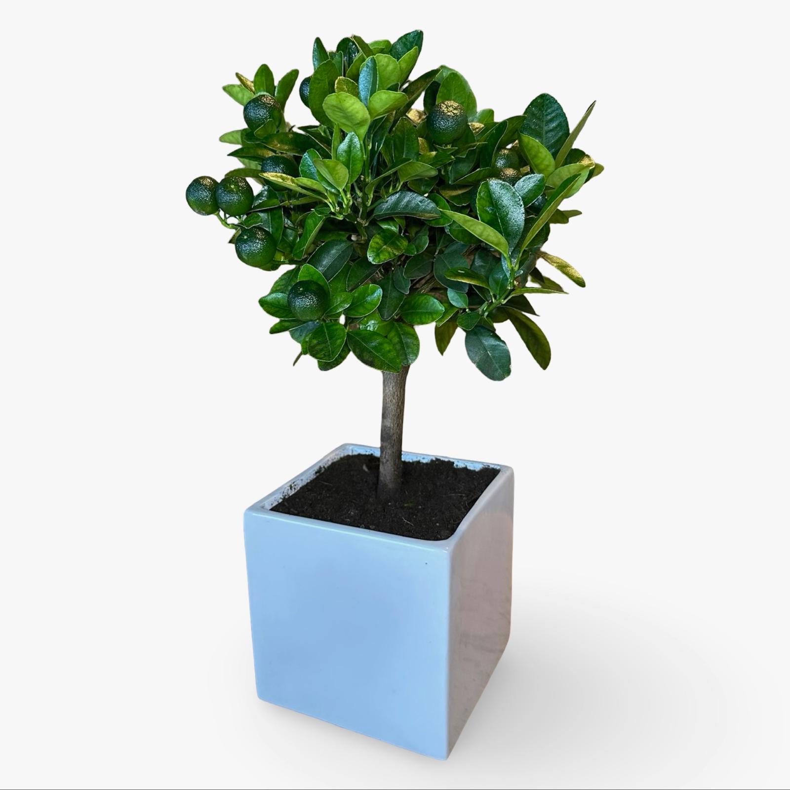 Pianta di Calamondino in Vaso – Agrume Ornamentale e Fruttifero Prodotto in Sicilia