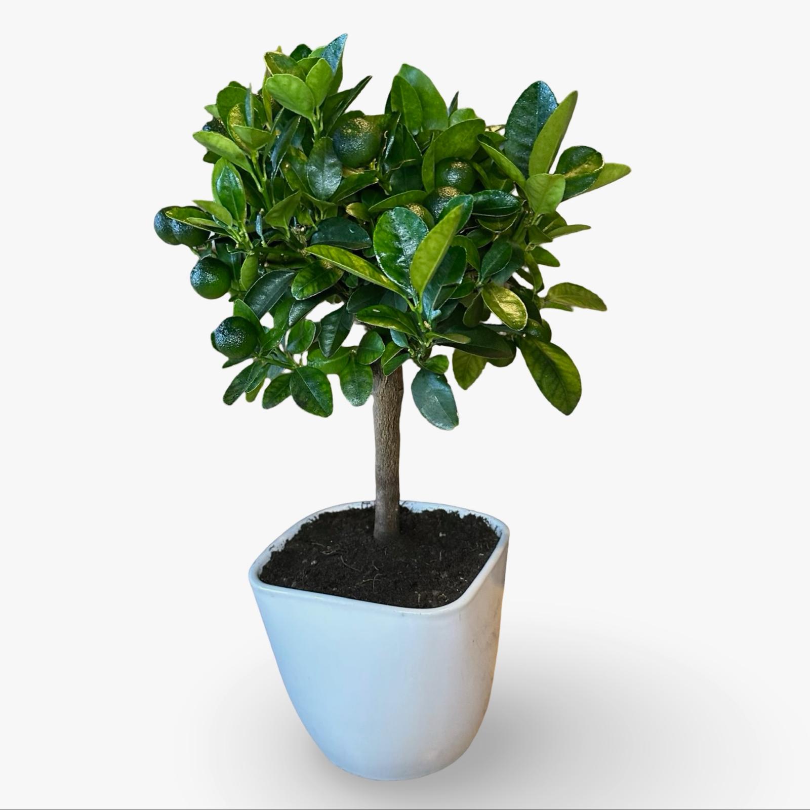 Pianta di Calamondino in Vaso – Agrume Ornamentale e Fruttifero Prodotto in Sicilia