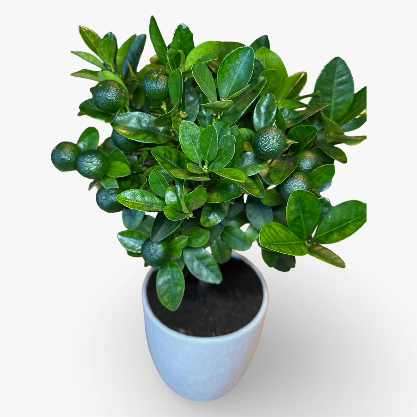 Pianta di Calamondino in Vaso – Agrume Ornamentale e Fruttifero Prodotto in Sicilia