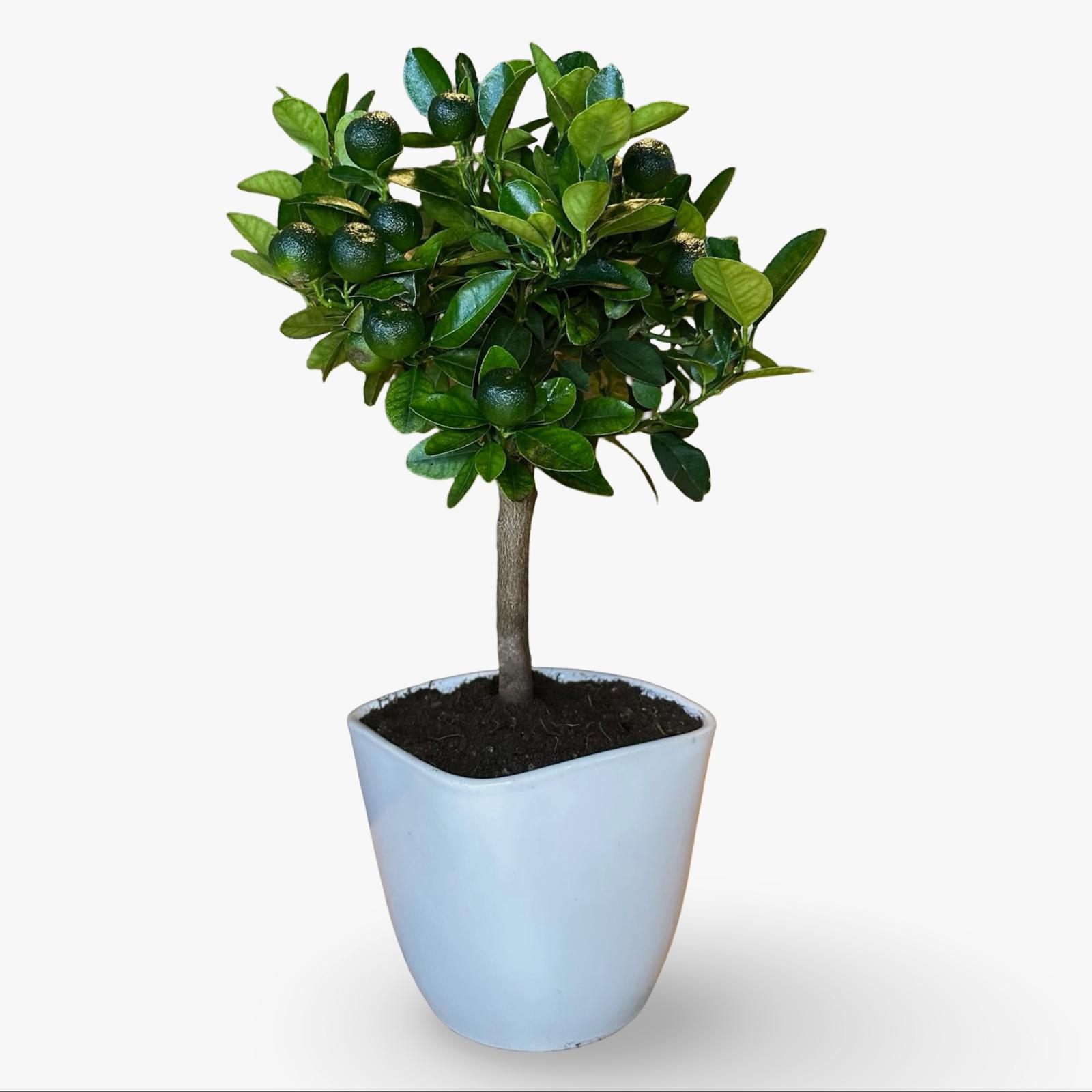 Pianta di Calamondino in Vaso – Agrume Ornamentale e Fruttifero Prodotto in Sicilia