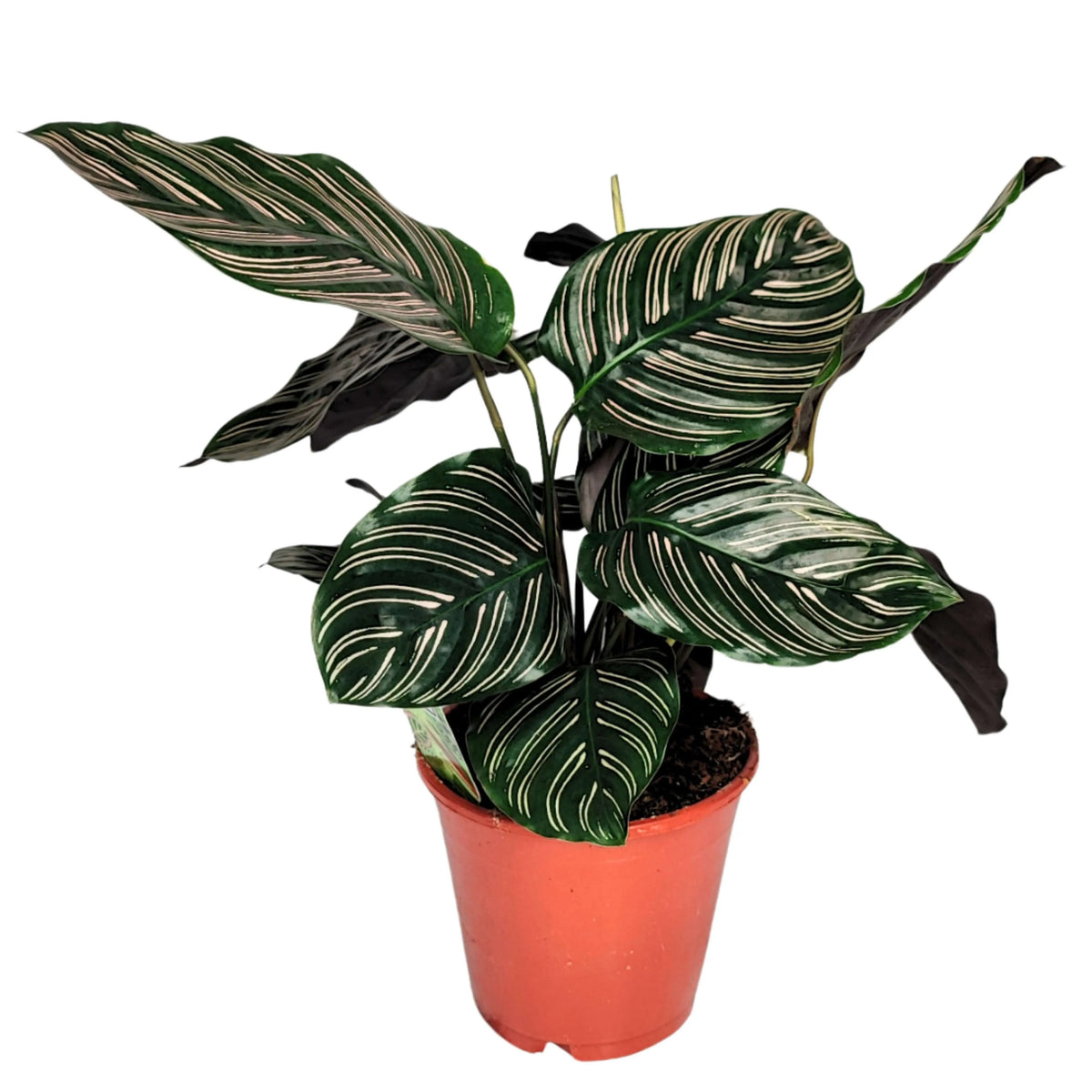 Calathea Ornata altezza pianta 45 cm