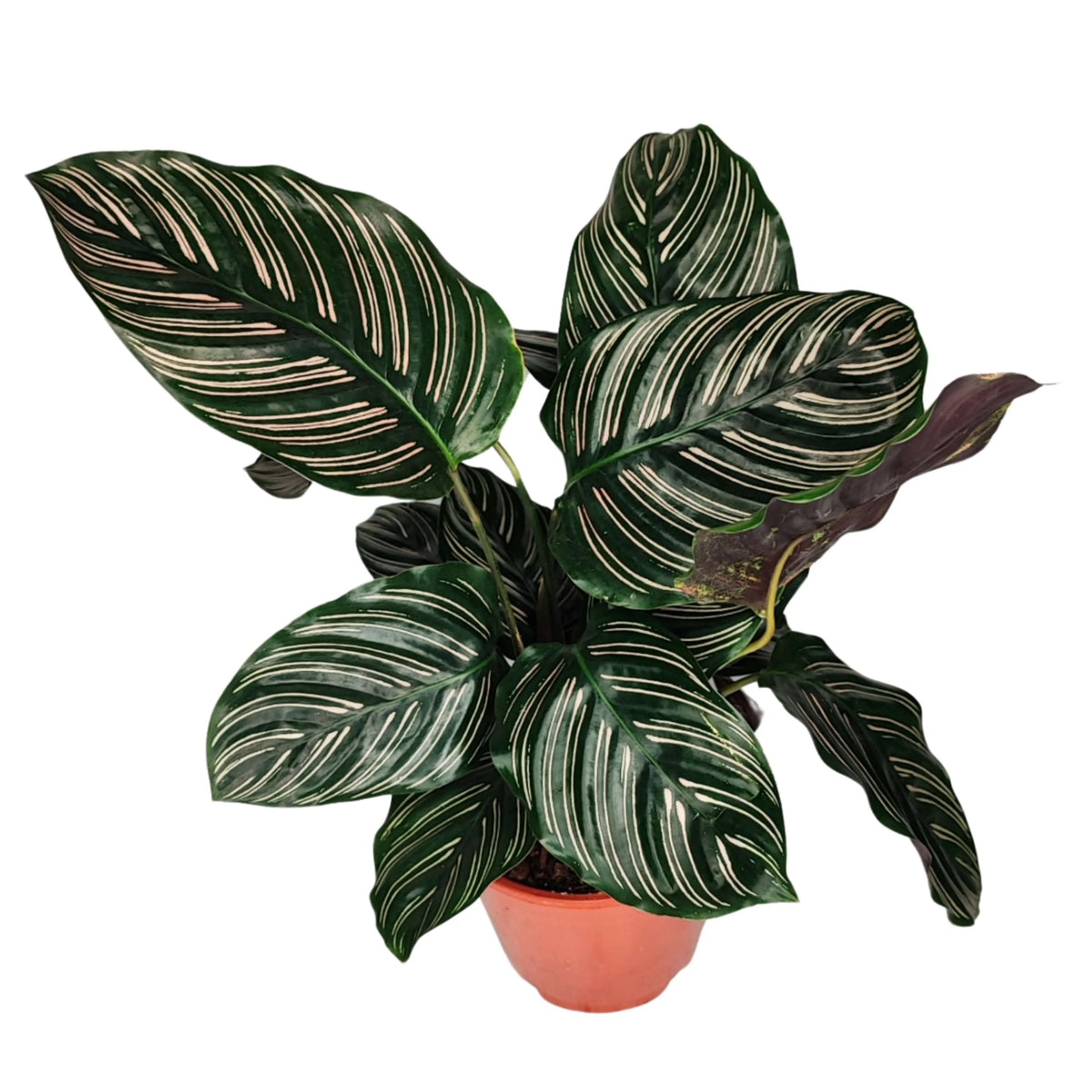 Calathea Ornata altezza pianta 45 cm