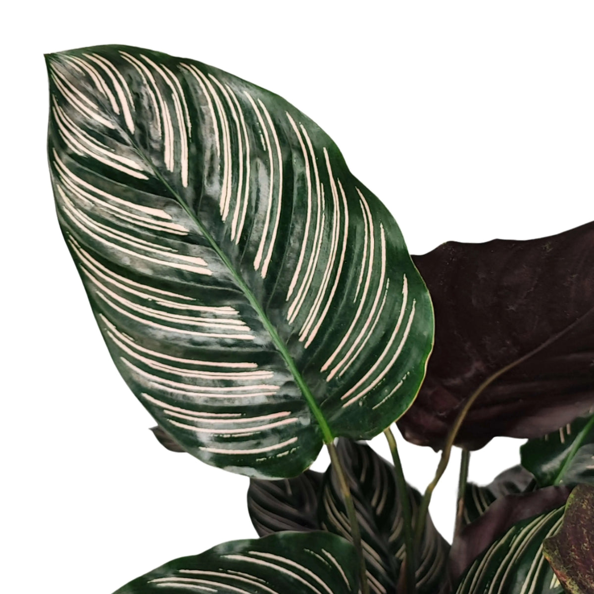 Calathea Ornata altezza pianta 45 cm