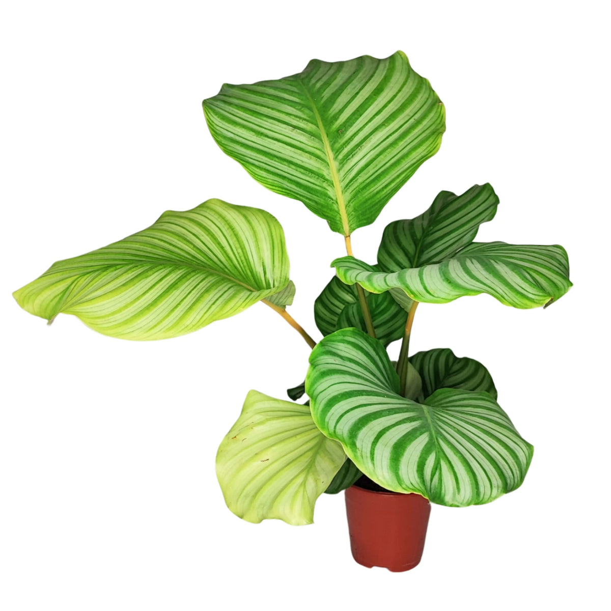 Calathea orbifolia altezza pianta 40 cm