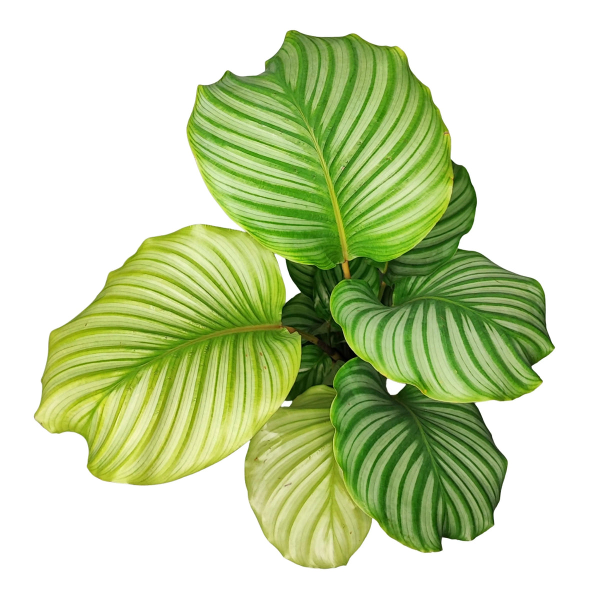 Calathea orbifolia altezza pianta 40 cm