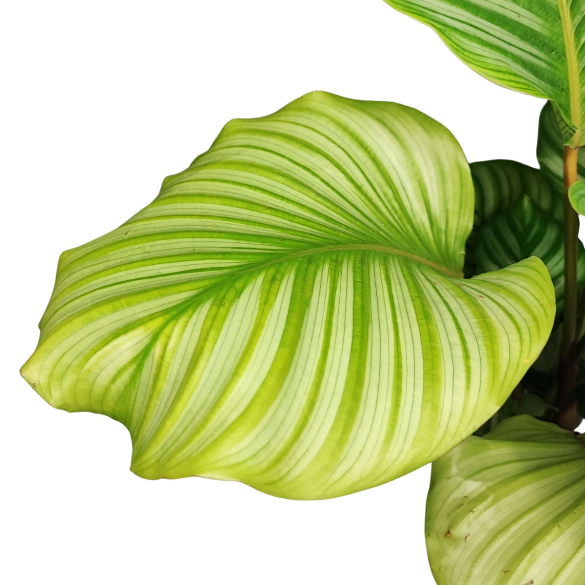 Calathea orbifolia altezza pianta 40 cm