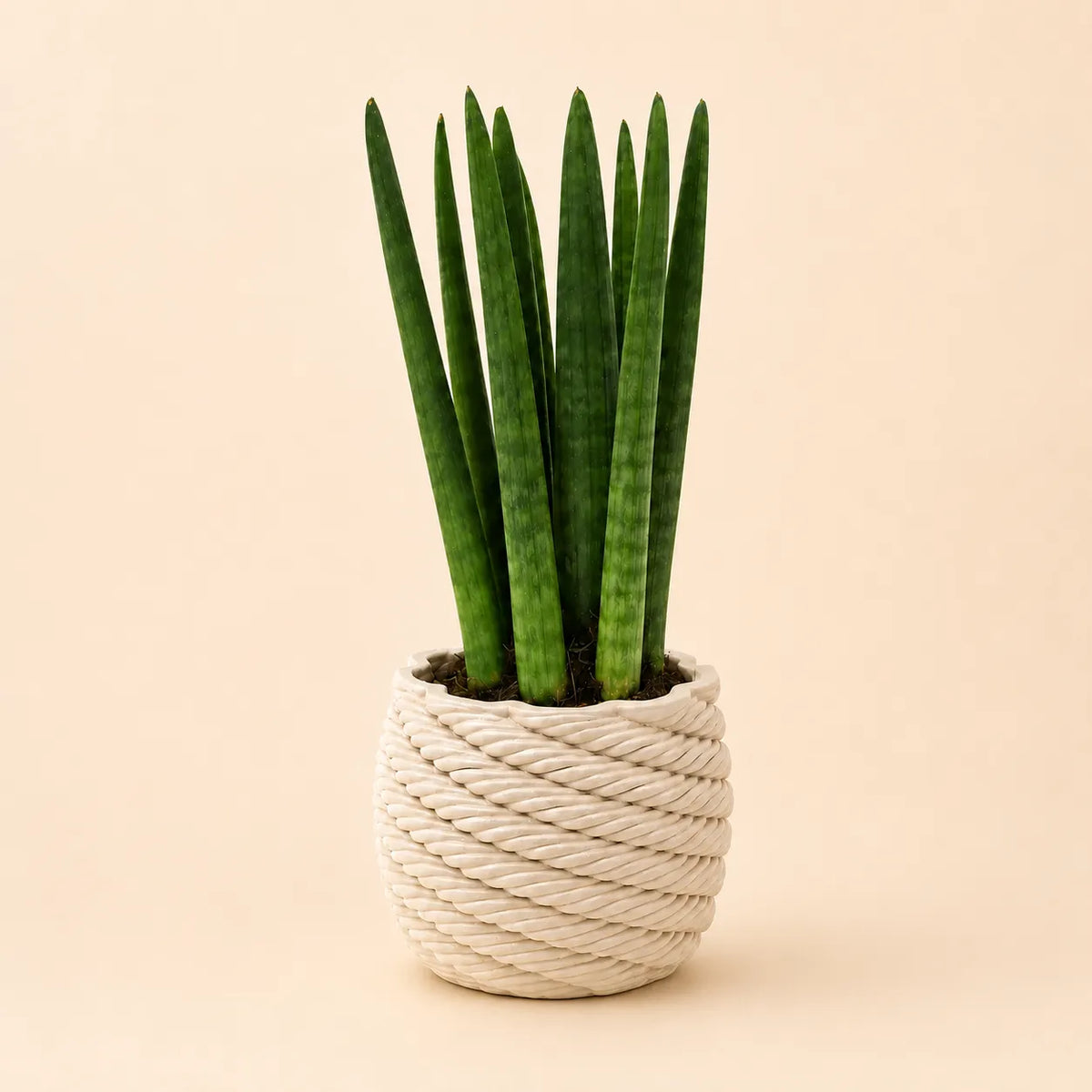 Sansevieria cylindrica in vaso di ceramica artigianale Carina D.10 cm M