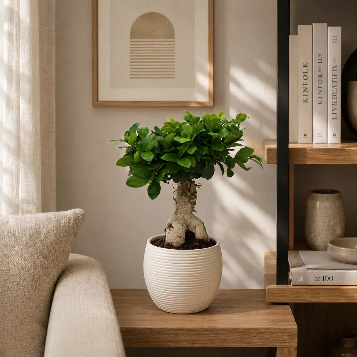 Bonsai ficus ginseng in vaso ceramicaSally D.17 H.40 cm