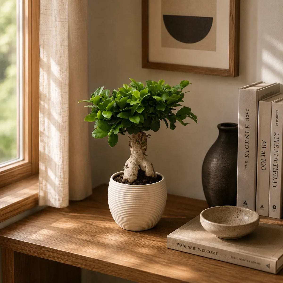 Bonsai ficus ginseng in vaso ceramicaSally D.17 H.40 cm
