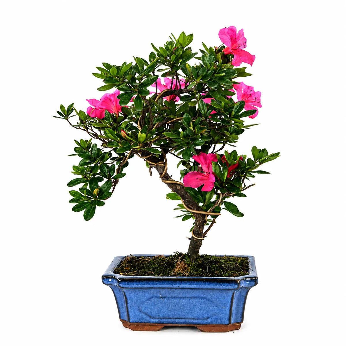 Bonsai 9 Anni Rhododendron Indicum (Azalea)  - Collezione Premium