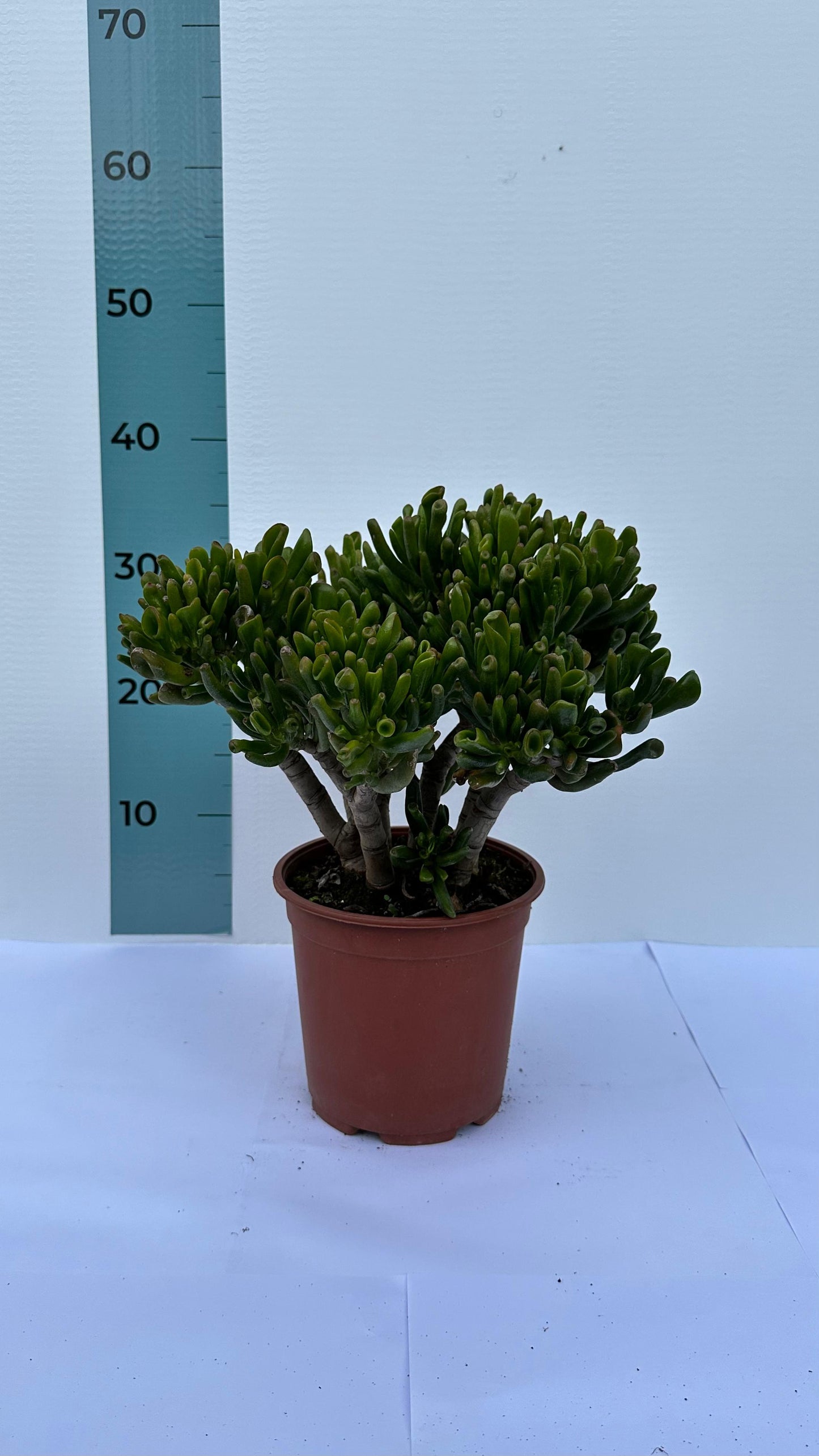 Piantina di Crassula Hobbit