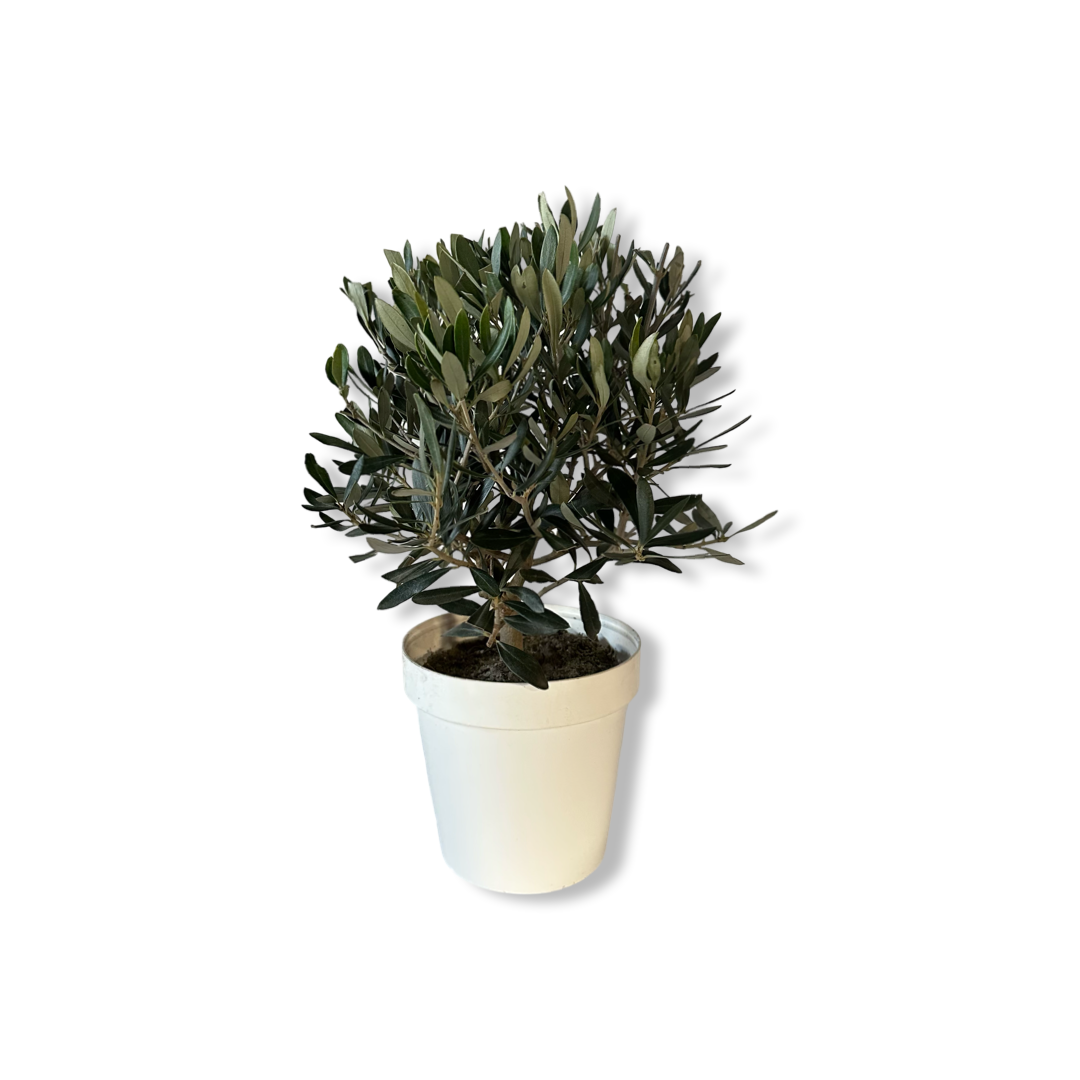 Piantina Bonsai di Ulivo cespuglio - Olea europea cipressino CERTIFICATA