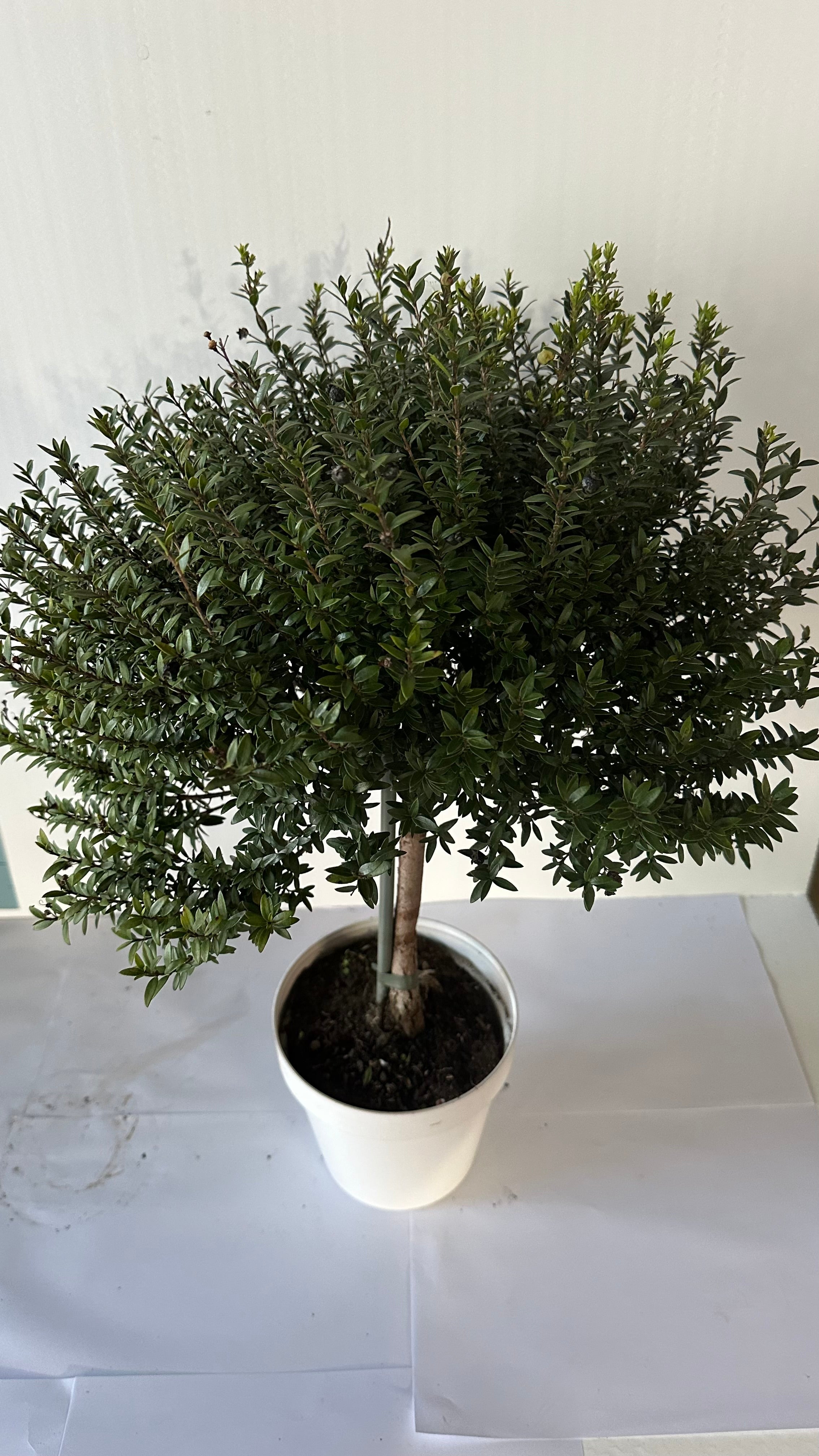 Piantina Alberello di Mirto - Myrtus Microphylla CERTIFICATA