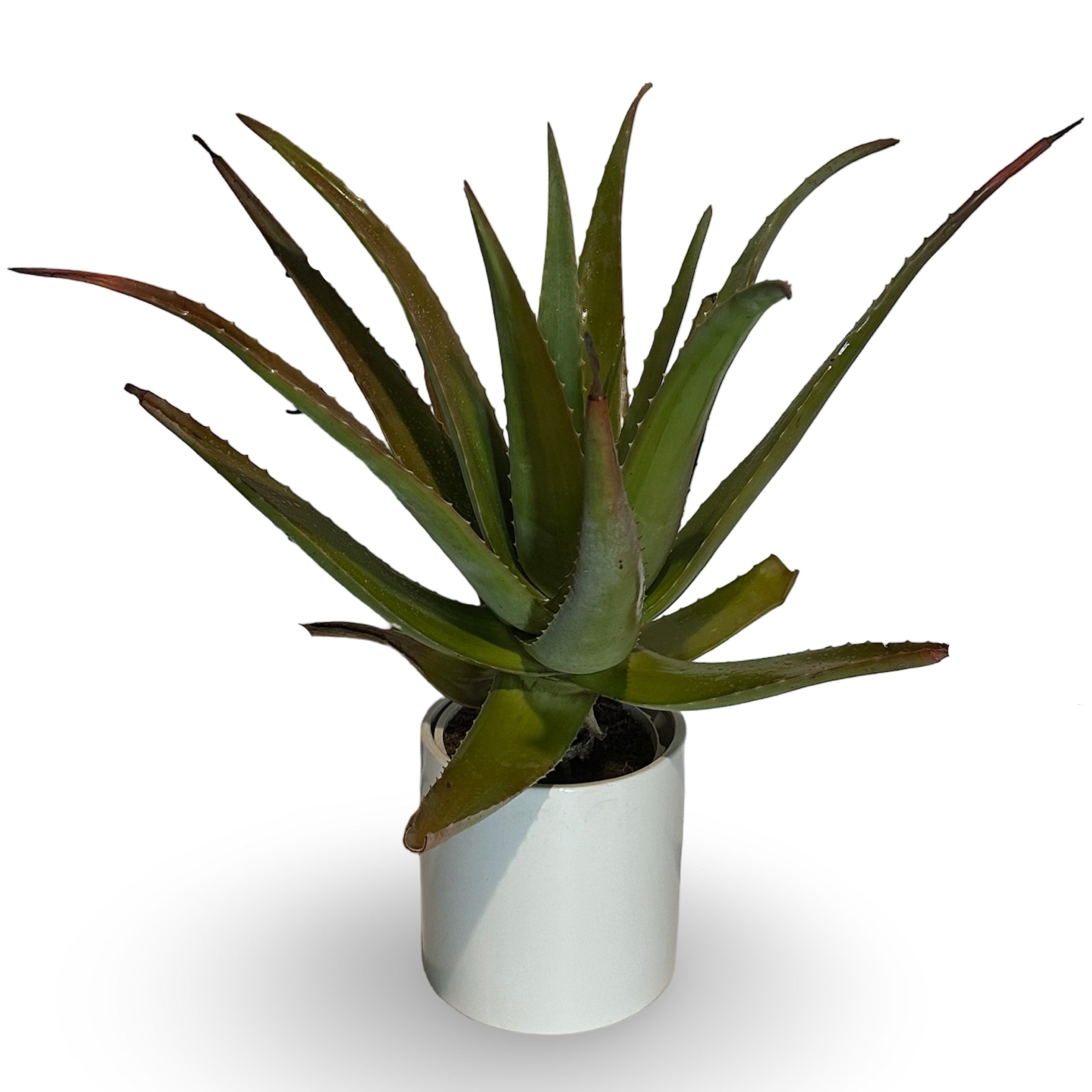 Pianta di Aloe Vera