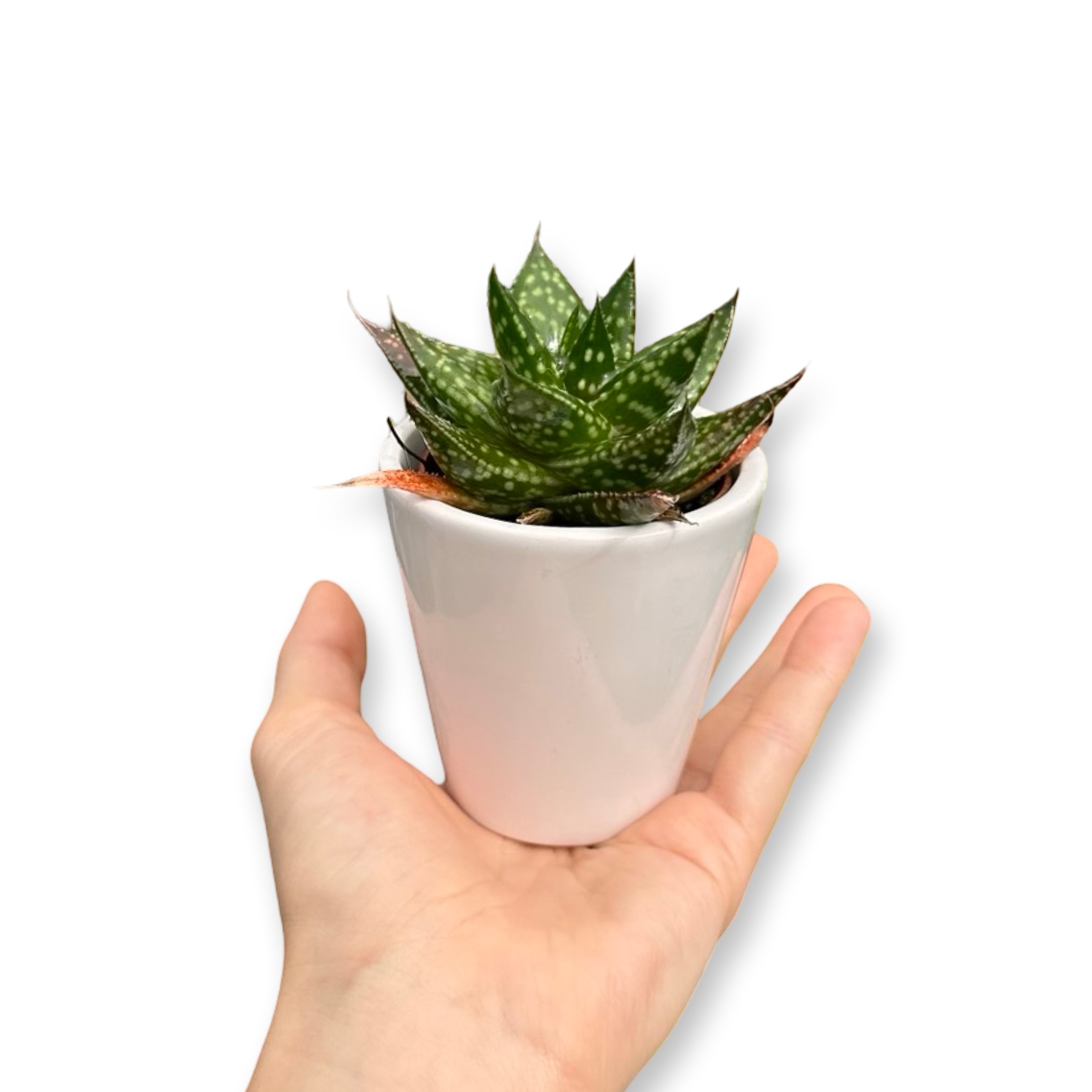 Set mini piante grasse vere vaso ceramica 5,5cm