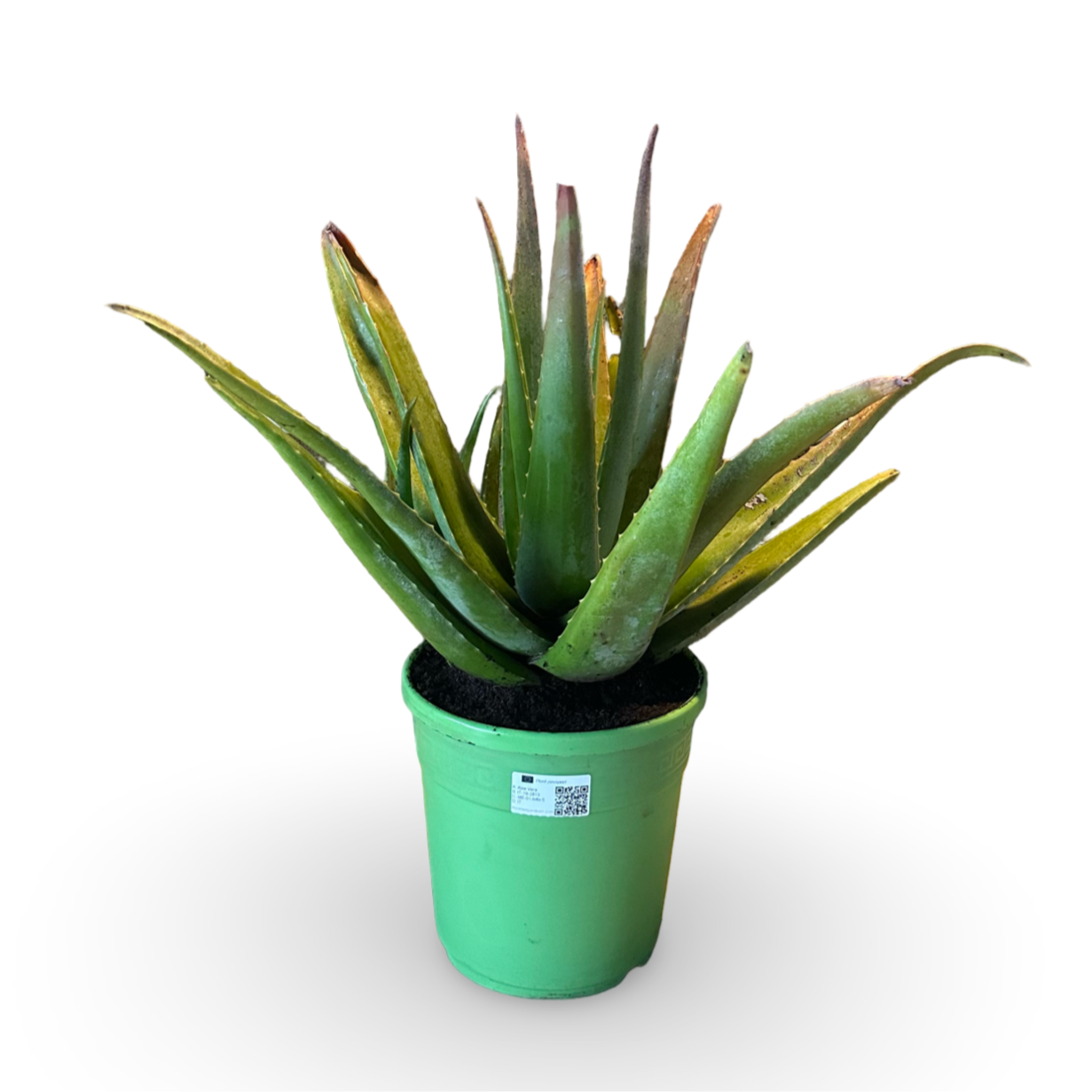 Pianta di Aloe Vera