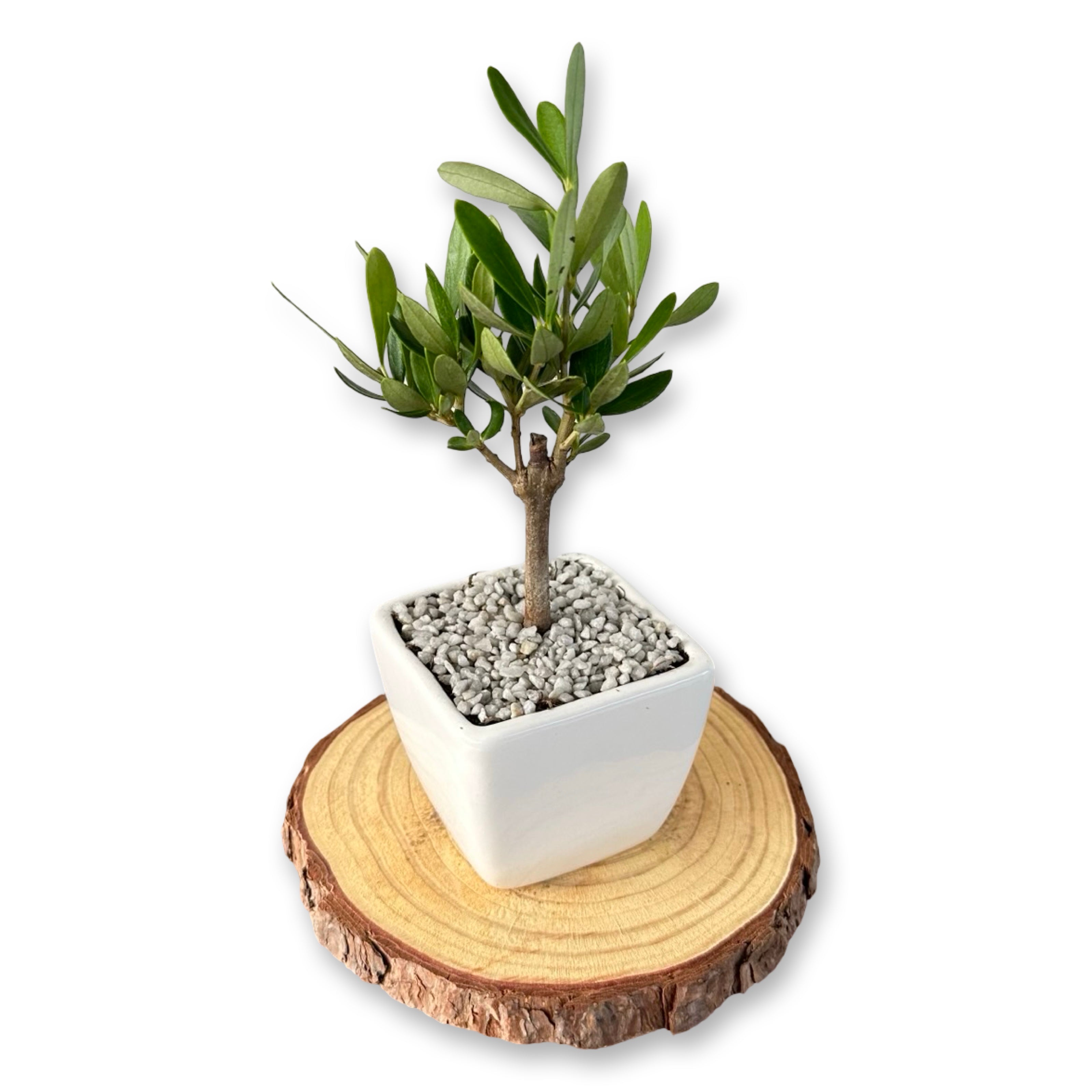 Set Piantine Ulivo per bomboniere in vaso ceramica quadrato CERTIFICATE