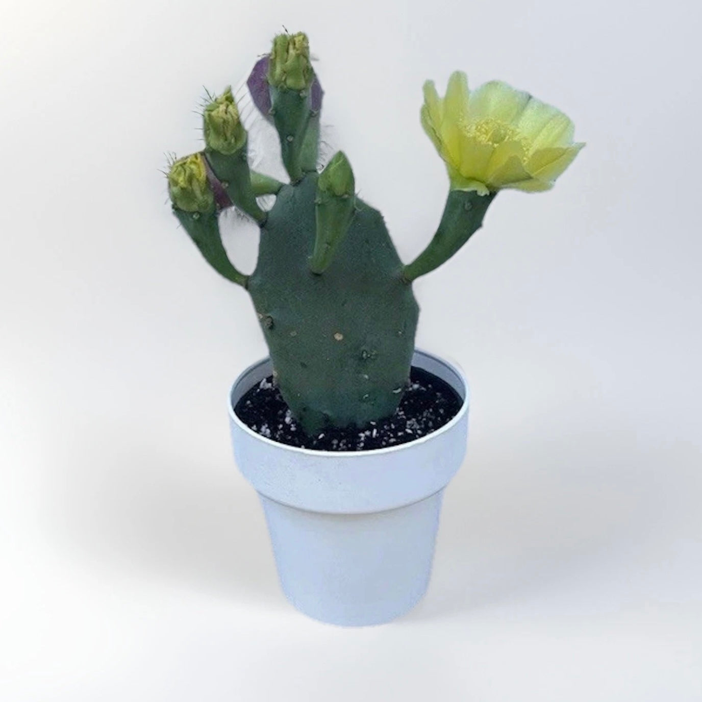 Piantina di Opuntia Vulgaris CERTIFICATA