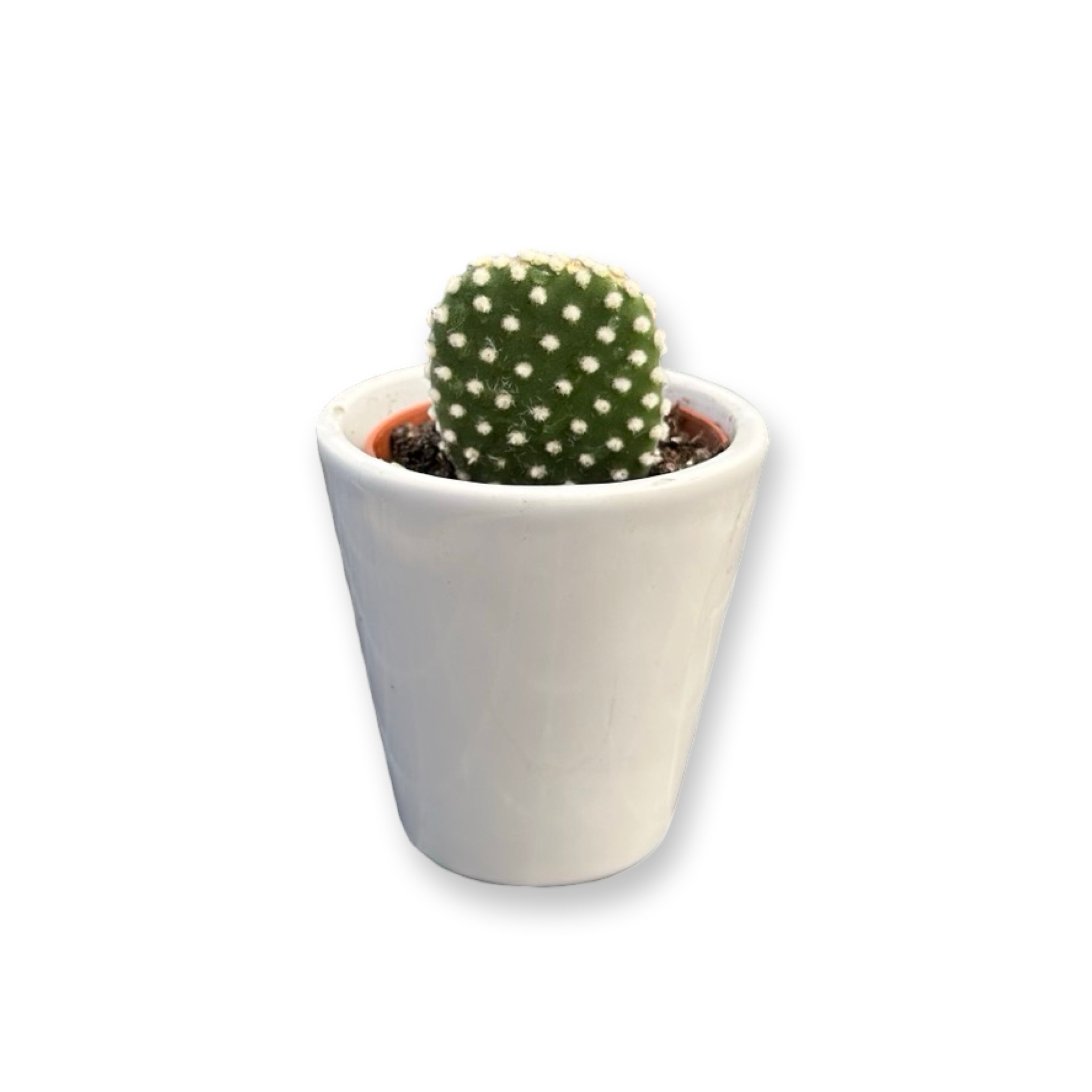 Set mini piante grasse vere vaso ceramica 5,5cm