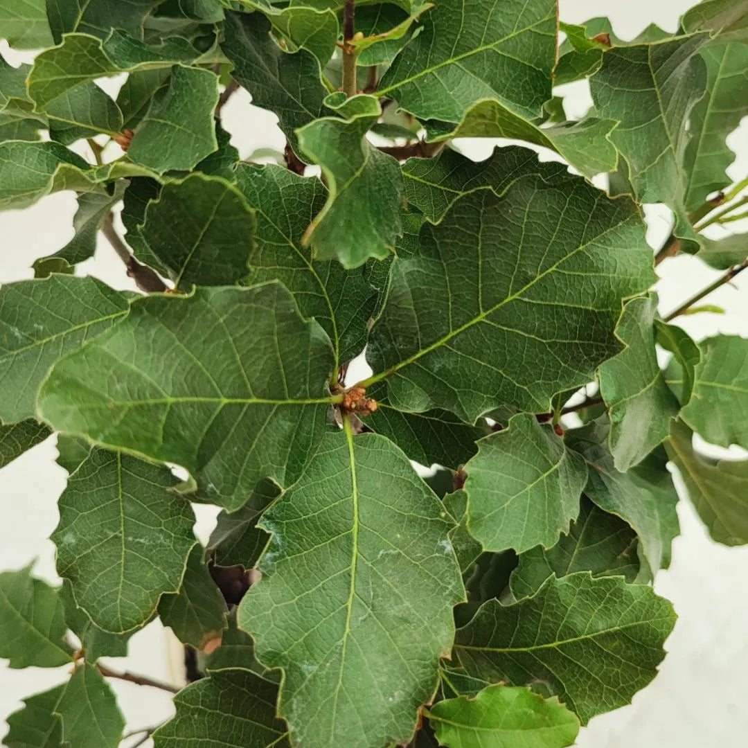 Bonsai Quercus Faginea 8 Anni - Collezione Premium
