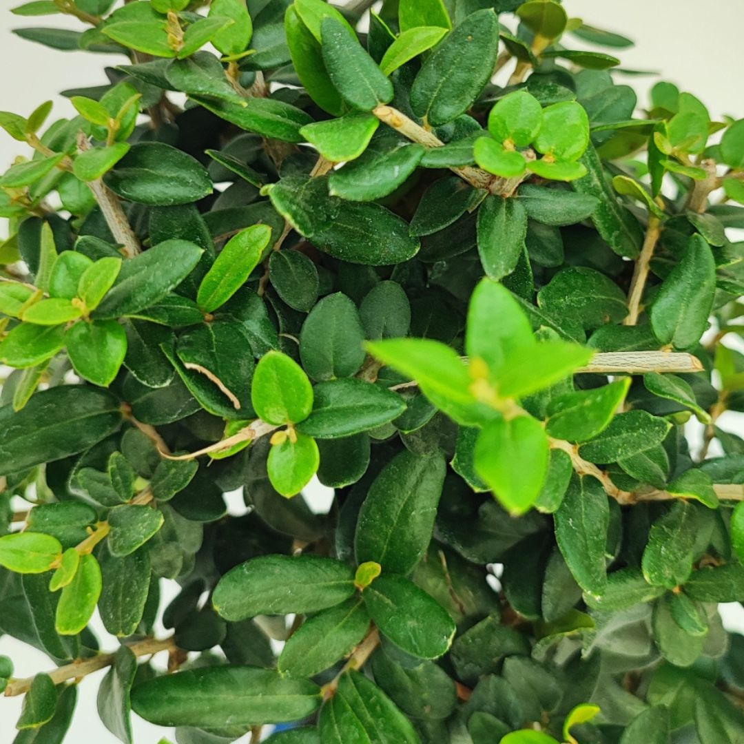 Bonsai Olea Europaea Sylvestris 10 Anni - Collezione Premium