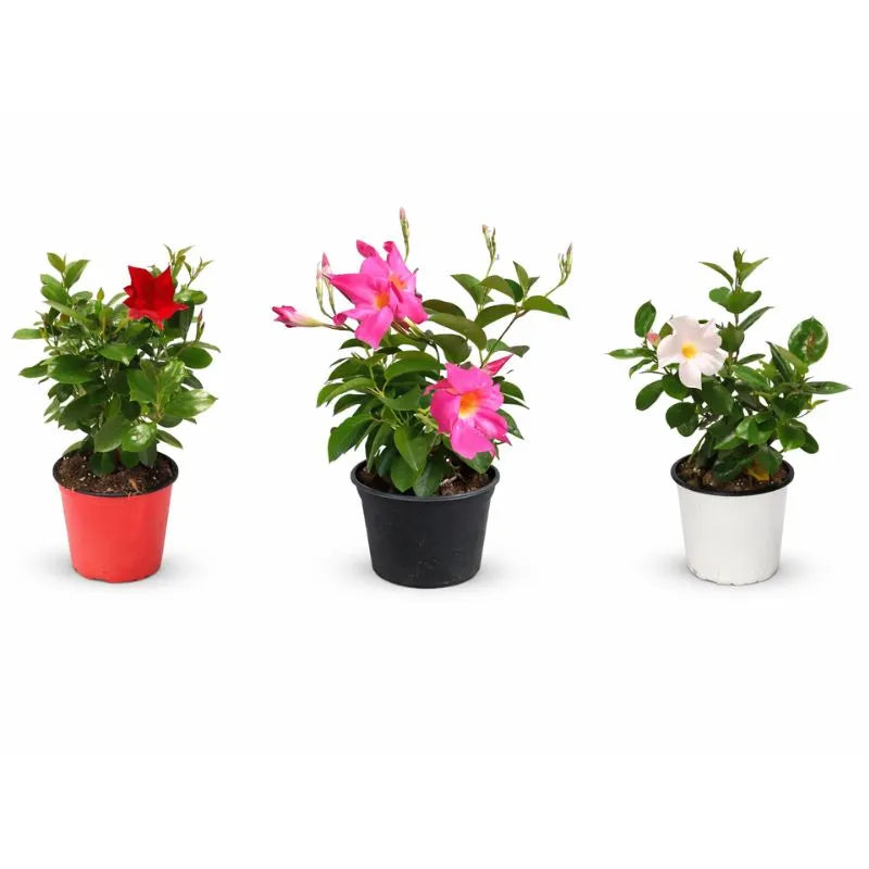 Dipladenia D.14 H.25 cm