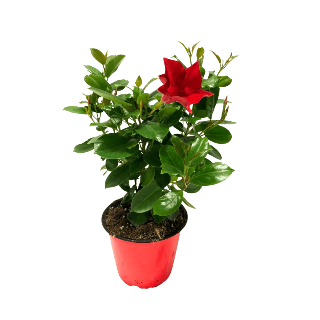 Dipladenia D.14 H.25 cm