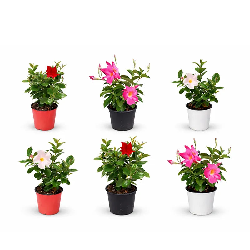 Dipladenia D.14 H.25 cm