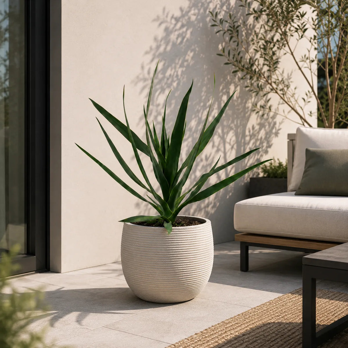 Dracaena draco D.18 H.54 cm