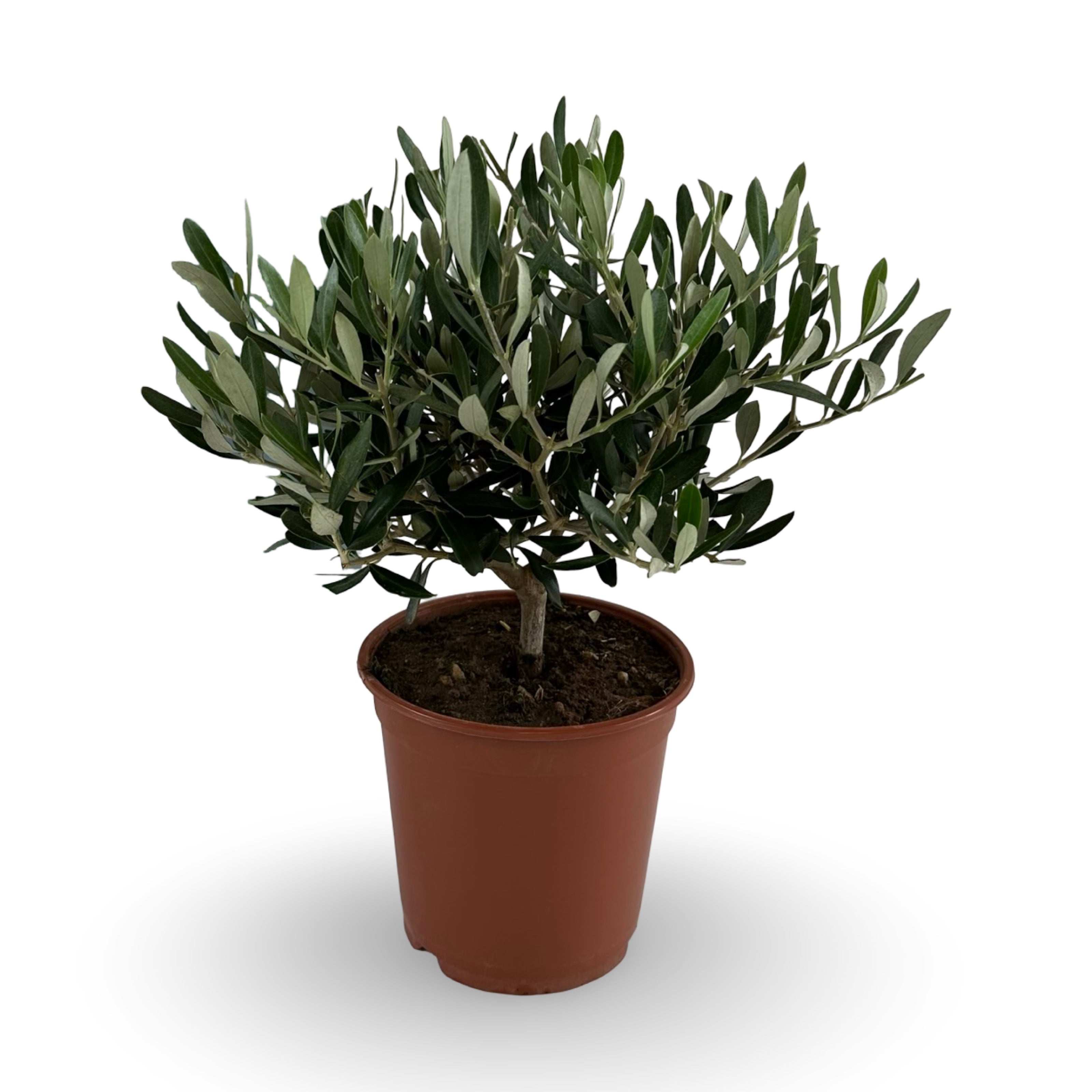 Piantina cespuglio simil-Bonsai di Ulivo - Olea europea cipressino CERTIFICATA