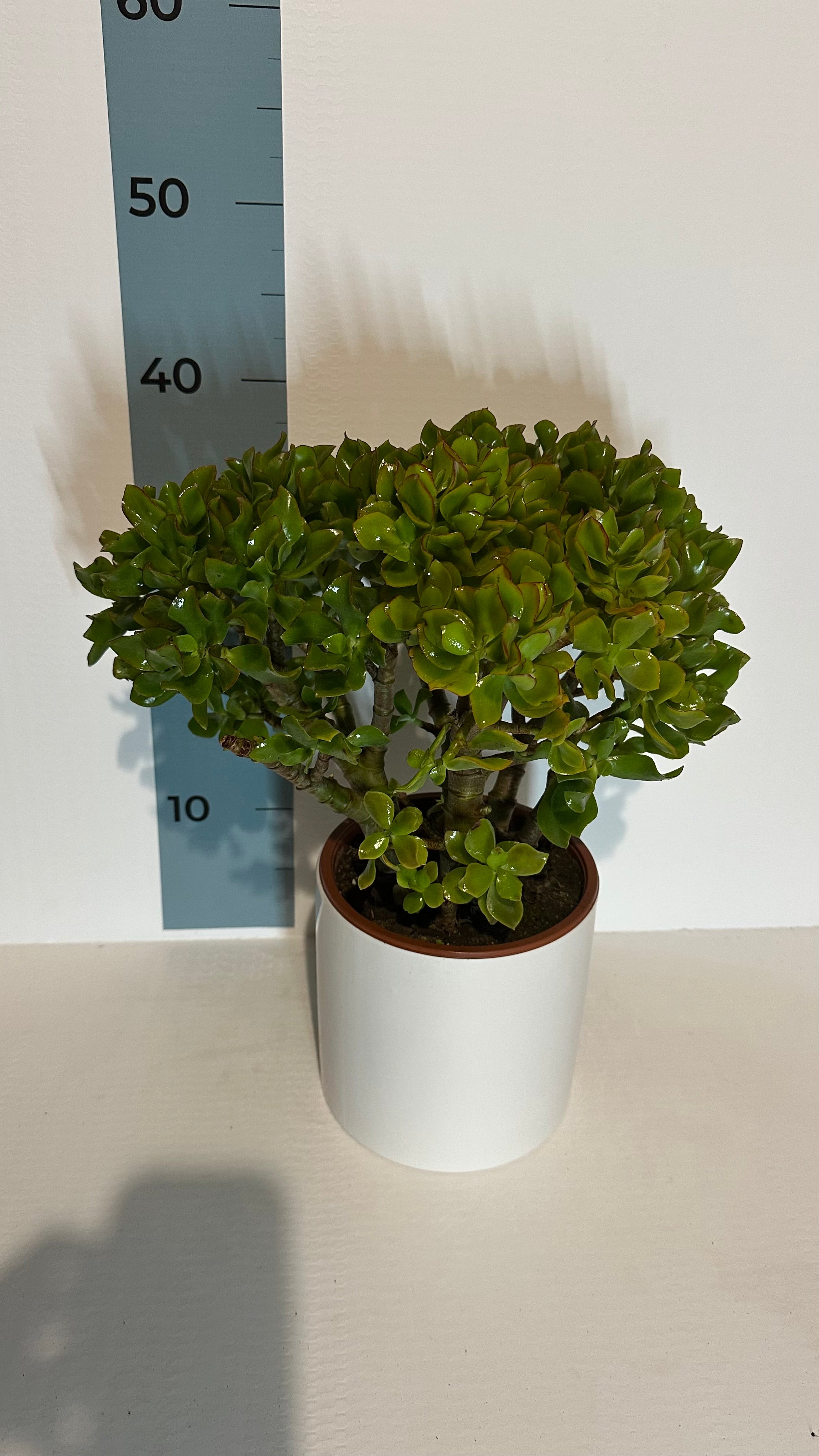 Pianta di Crassula Arborescens Undulatifolia