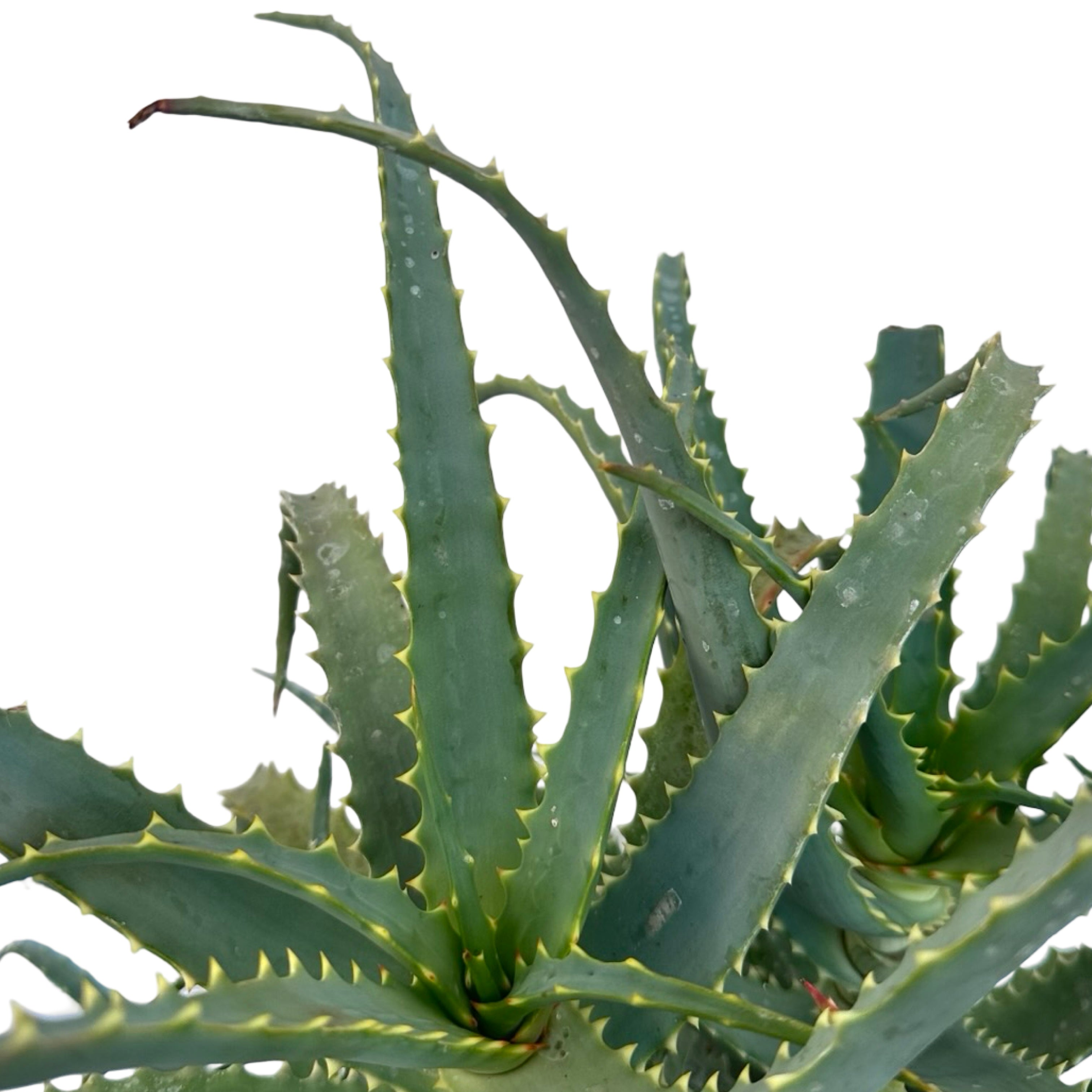 Pianta di Aloe Vera Arborescens
