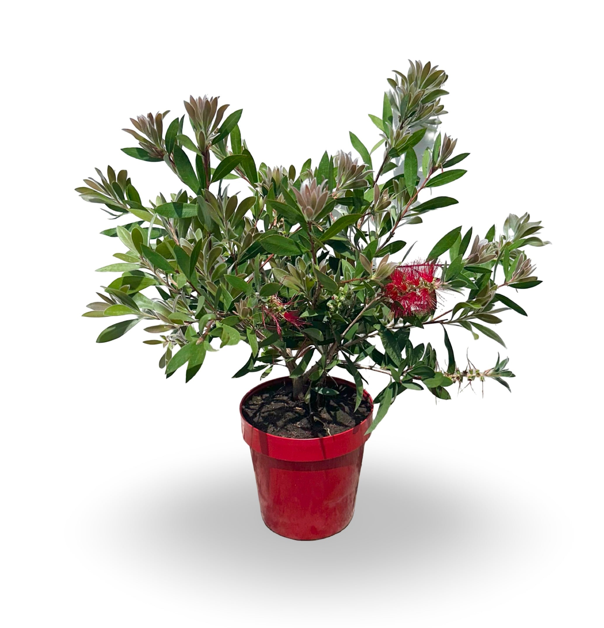 Pianta di Callistemon Citrinus Splendens
