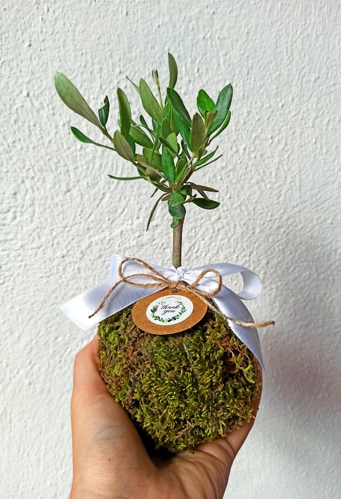 Kokedama di Ulivo - Olea Europea