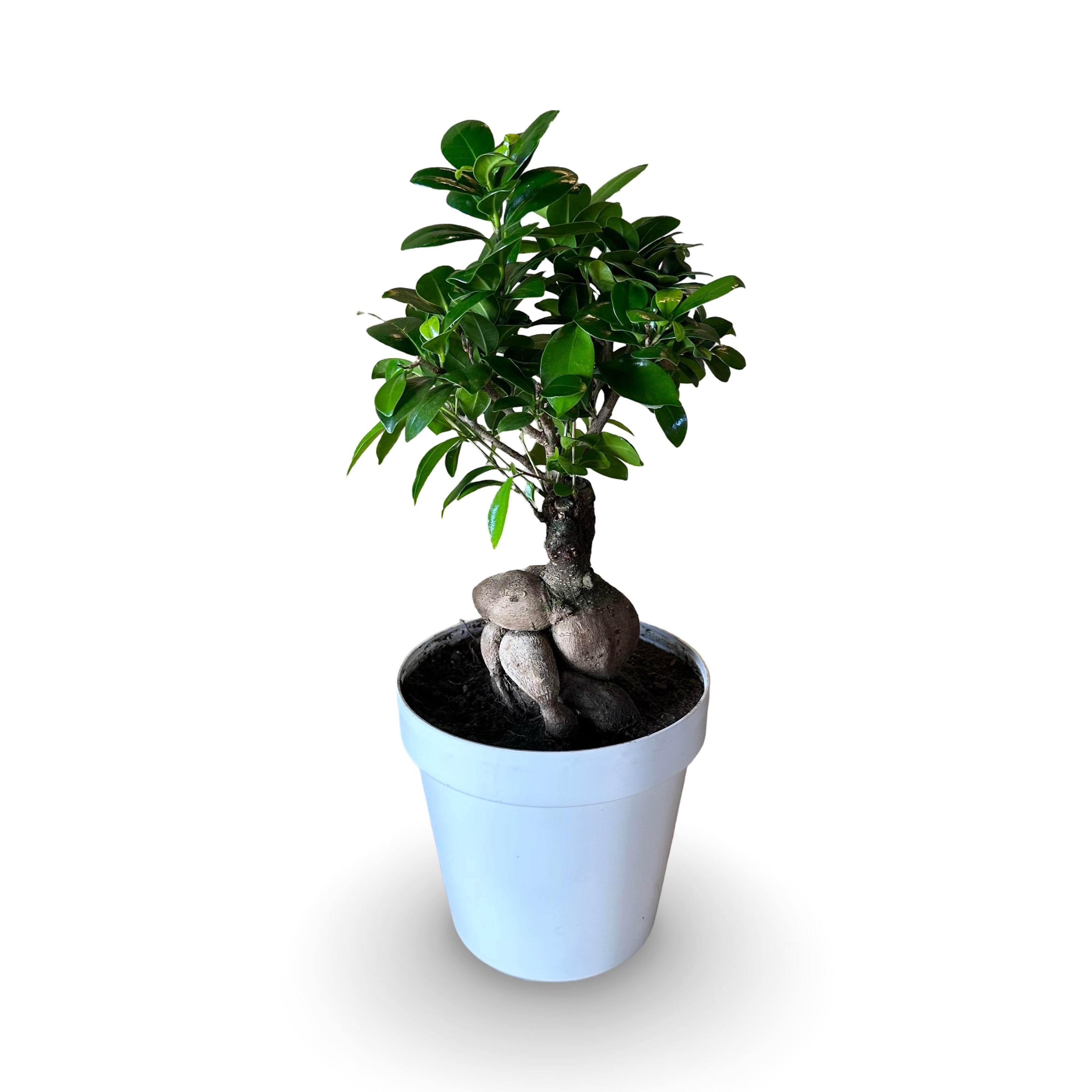 Bonsai Ginseng Ficus Microcarpa