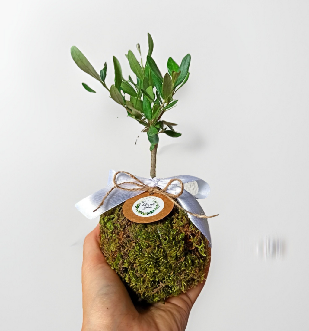 Kokedama di Ulivo - Olea Europea