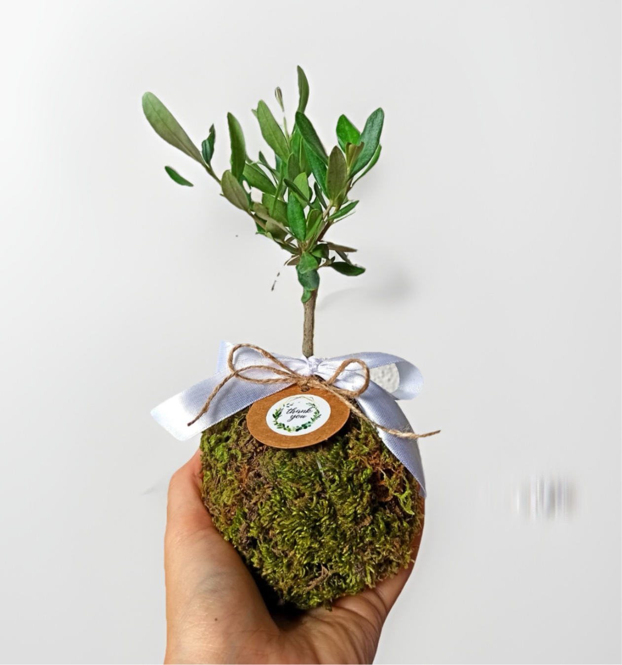 Kokedama di Ulivo - Olea Europea