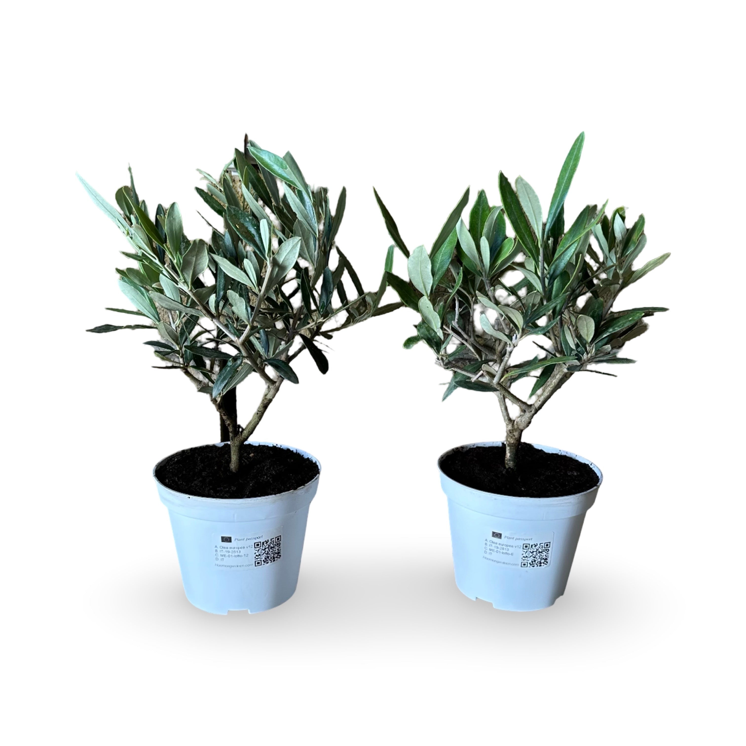 Piantina cespuglio simil-Bonsai di Ulivo - Olea europea cipressino CERTIFICATA