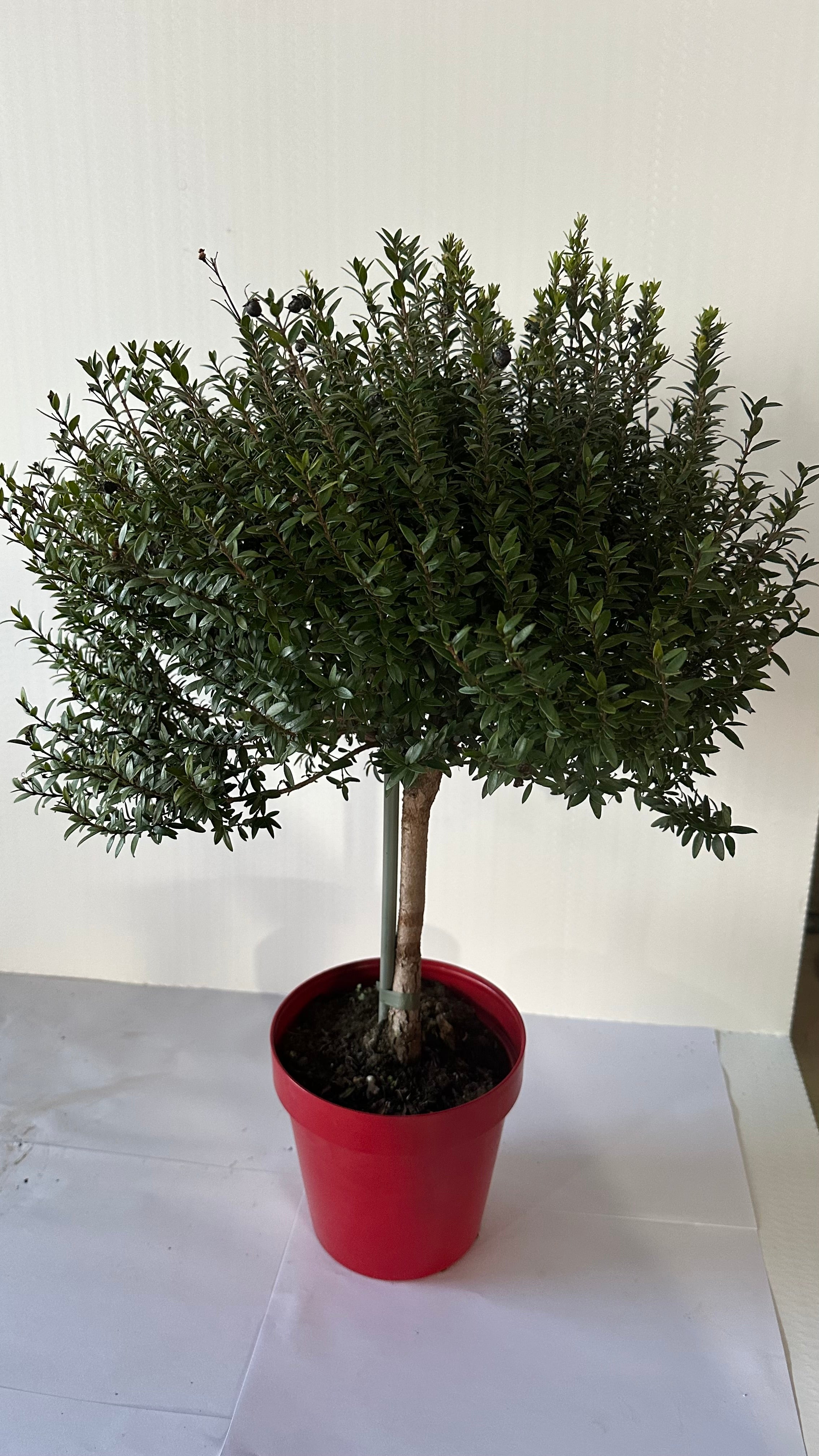 Piantina Alberello di Mirto - Myrtus Microphylla CERTIFICATA