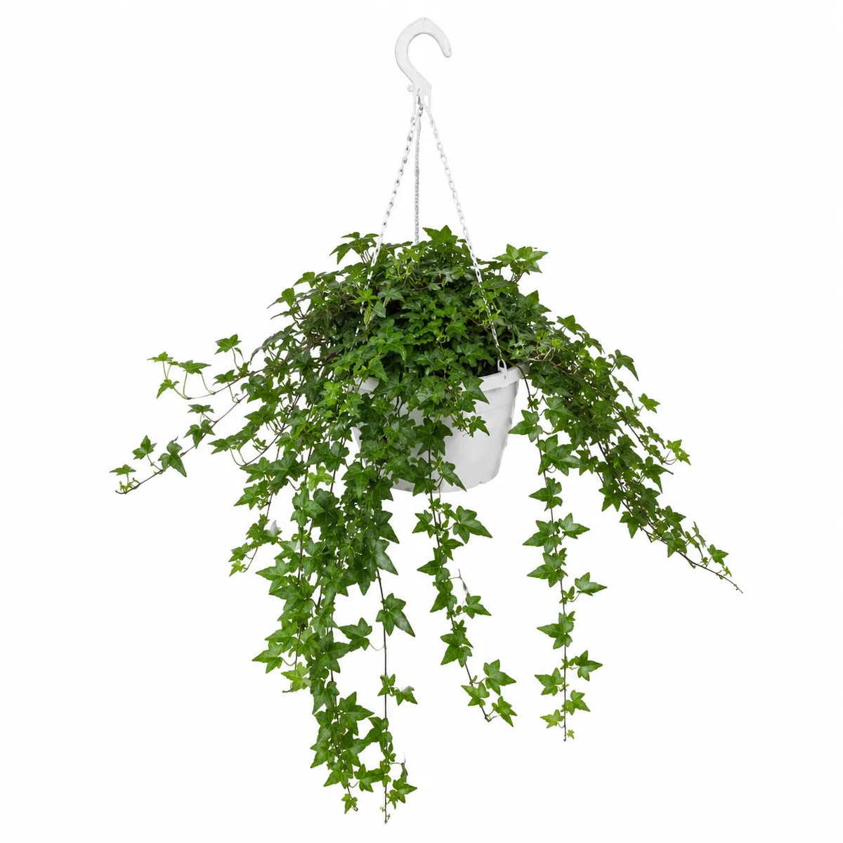 Edera (Hedera helix)Variegata