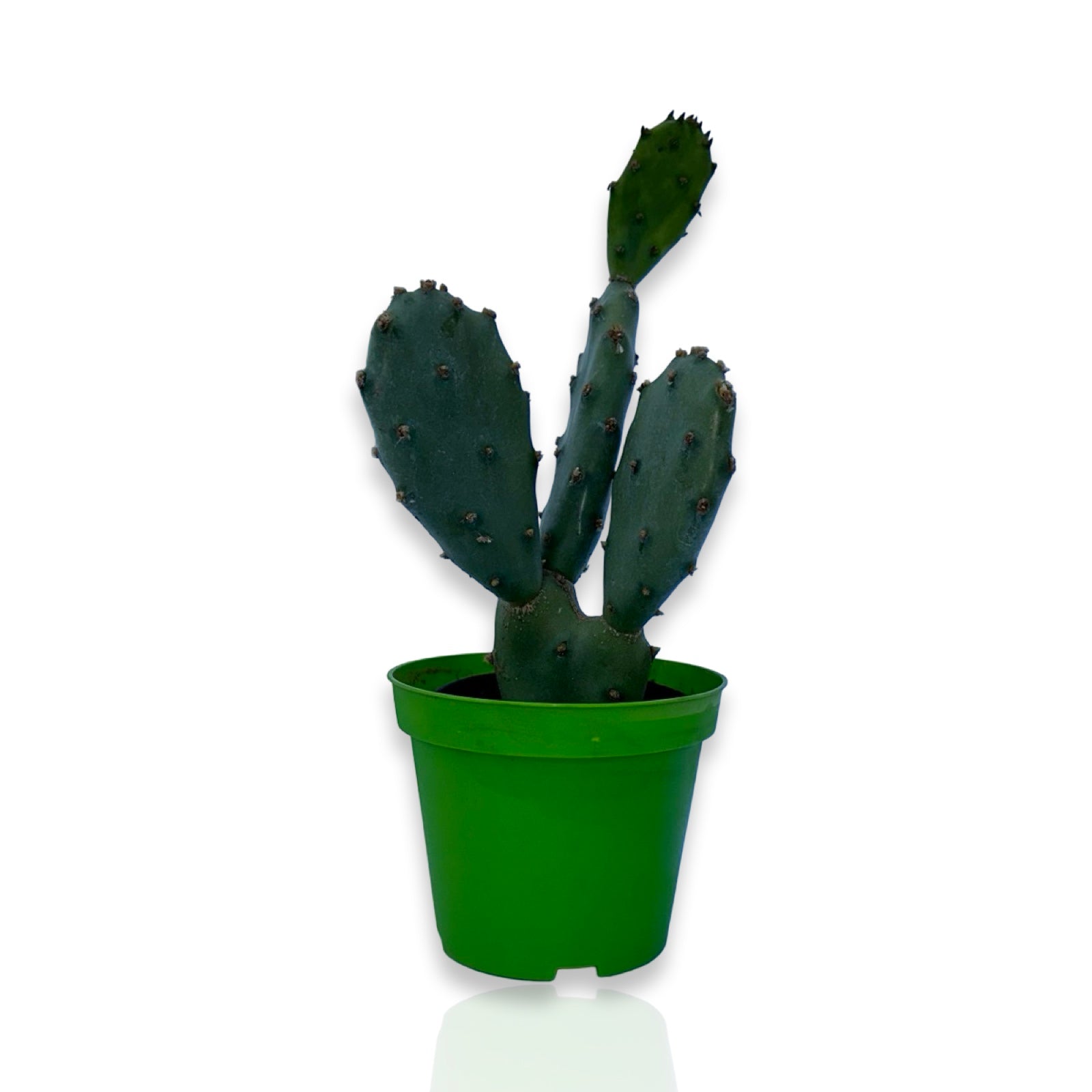 Piantina di Opuntia Vulgaris CERTIFICATA