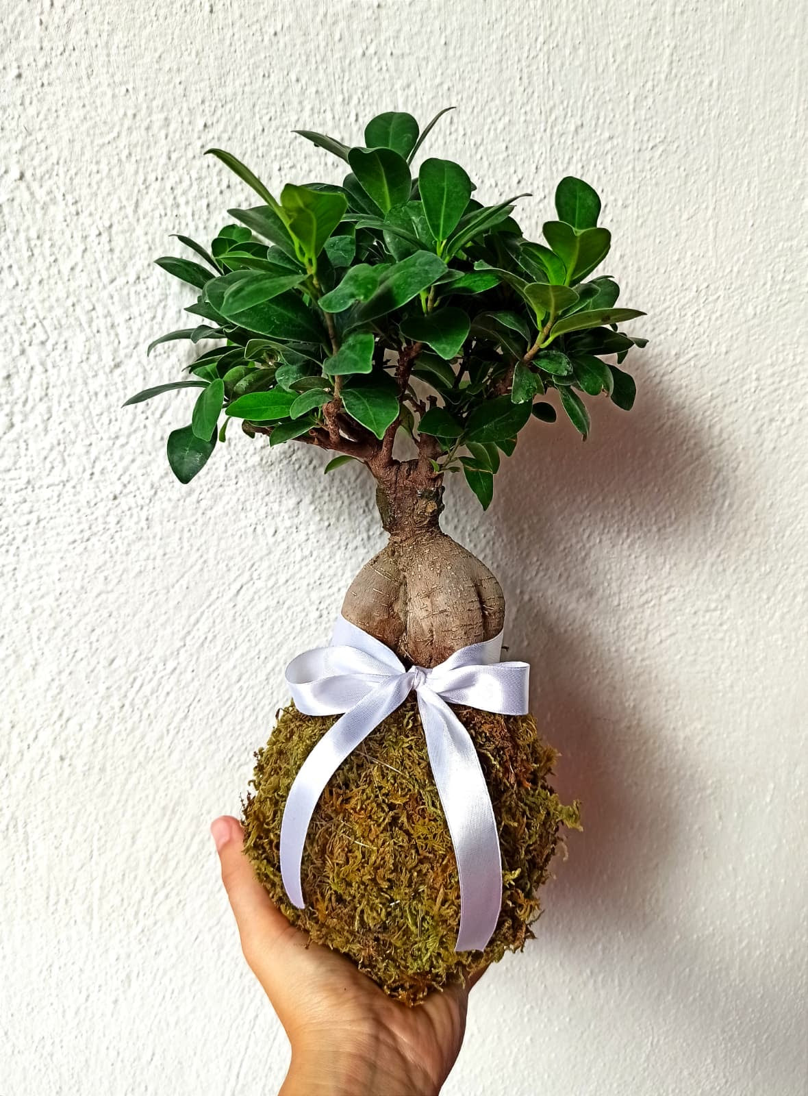 Kokedama di Ficus Ginseng Microcarpa