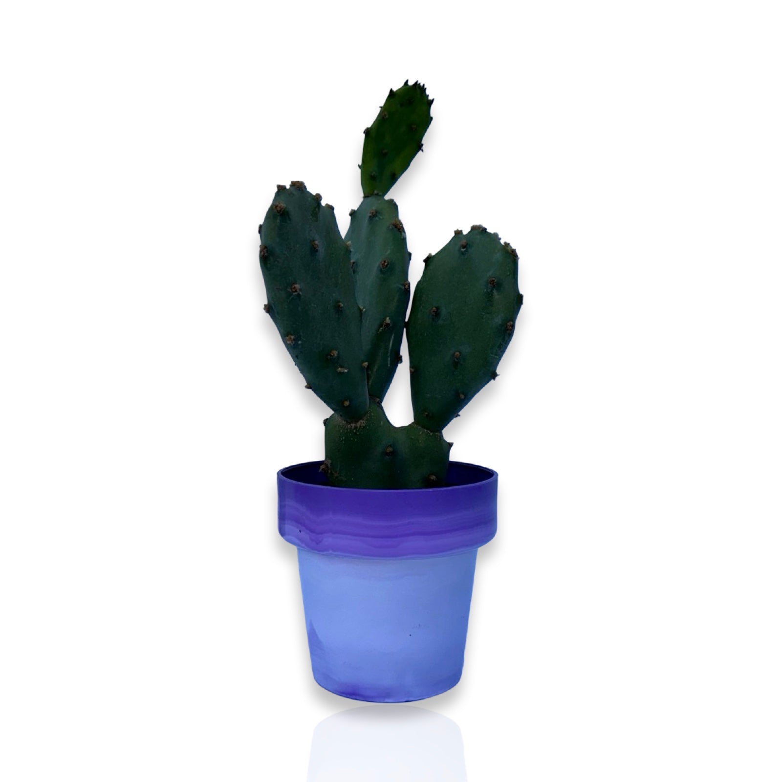 Piantina di Opuntia Vulgaris CERTIFICATA