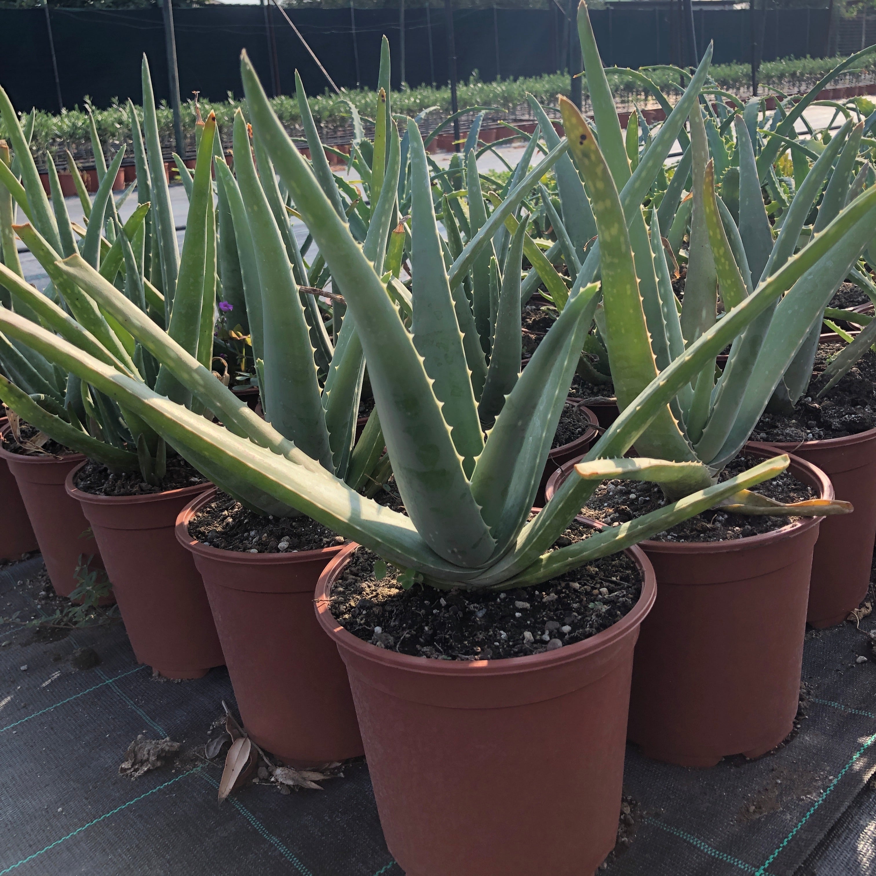 Pianta di Aloe Vera