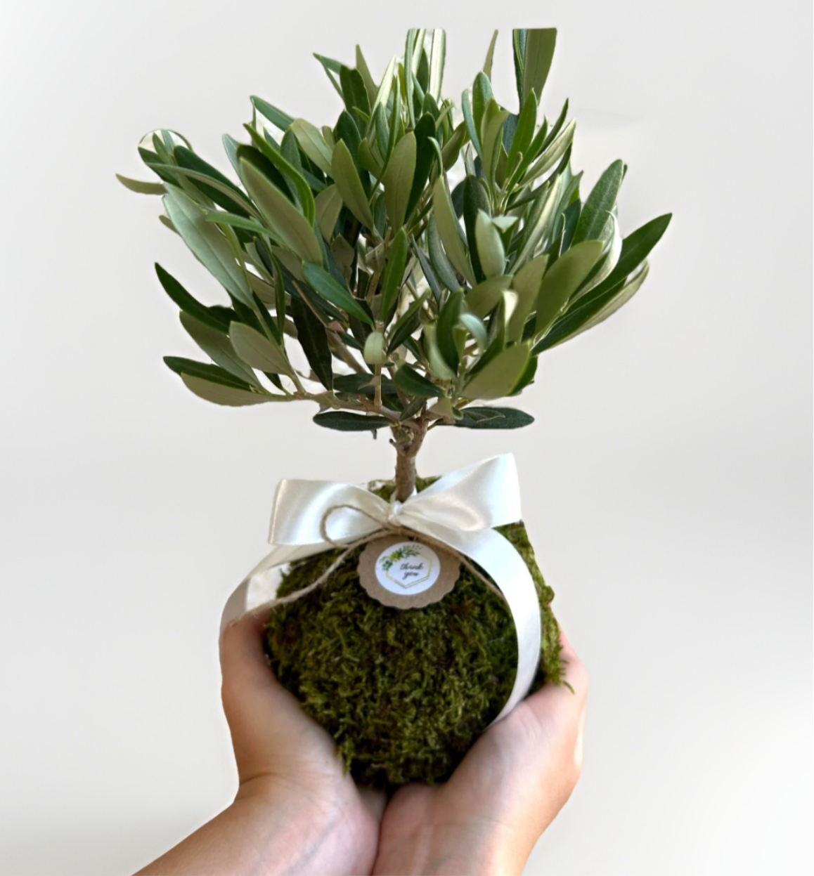 Kokedama di Ulivo - Olea Europea