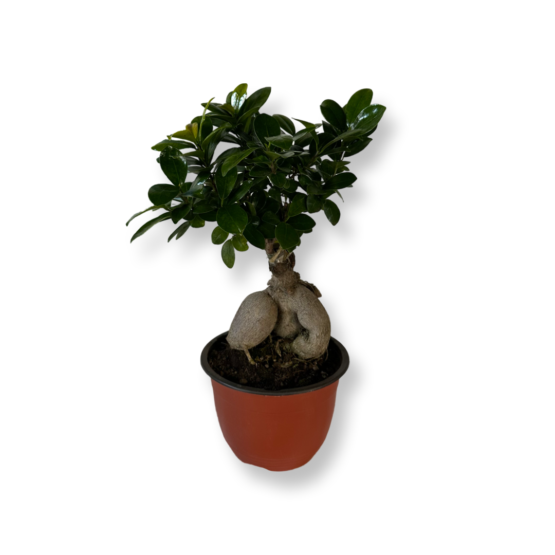 Bonsai Ginseng Ficus Microcarpa