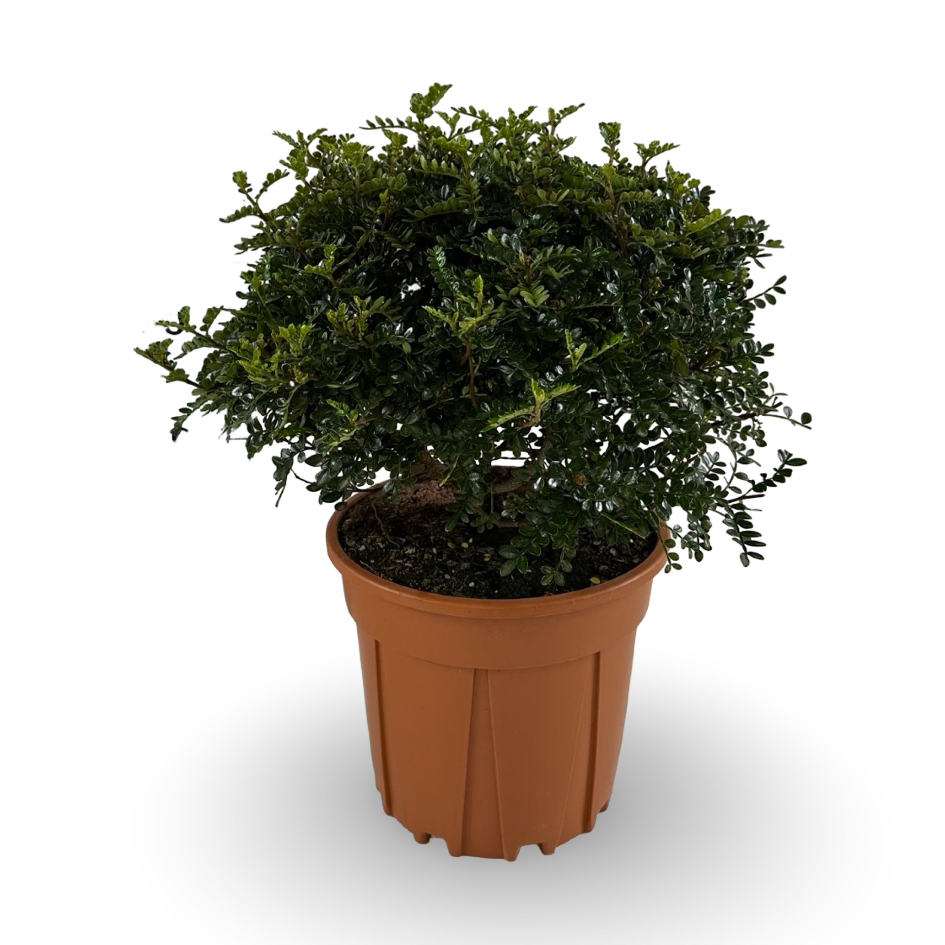 Pianta di Zanthoxylum beecheyanum - Pepe Giapponese