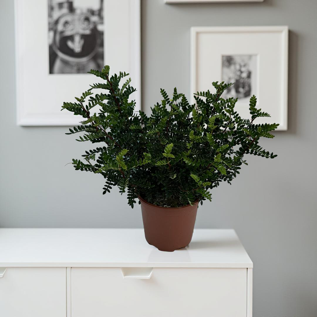 Pianta di Zanthoxylum beecheyanum - Pepe Giapponese